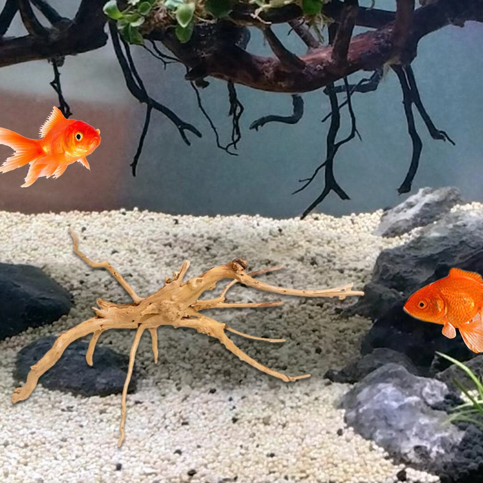 drewno dryftowe - pancerz żółwia, korzeń drzewa, drewno dryftowe do akwarium | Korzeń drzewa z prawdziwego drewna, korzeń palca, dekoracja terrarium, korzeń do akwarium, kryjówka dla małych ryb