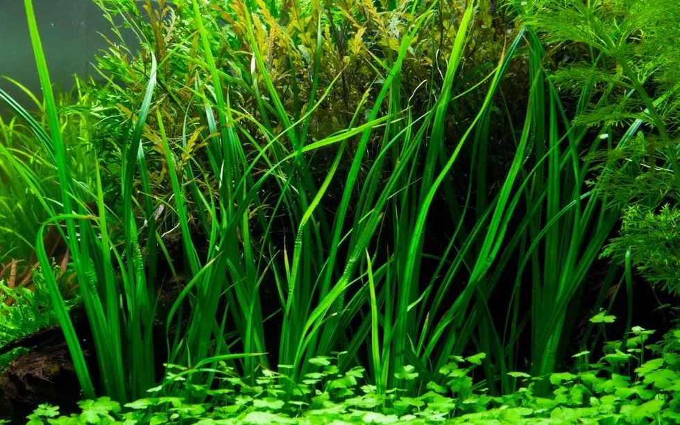 AquaOne Roślina akwariowa Cyperus helferi I roślina wodna, roślina akwariowa, rozłogi w pełni zakorzenione, łatwa w pielęgnacji, dekoracja Aquascaping