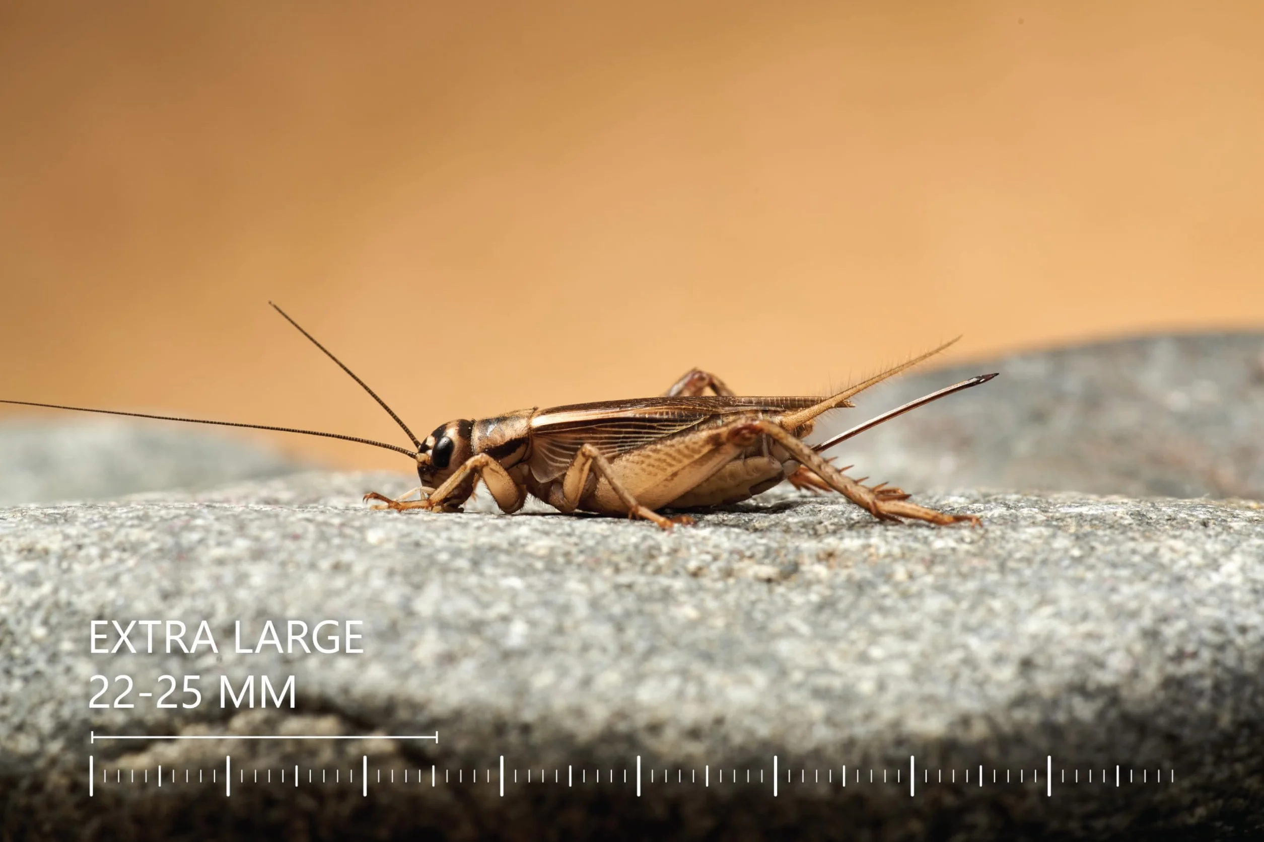 Żywe świerszcze domowe | rozmiar 2 (6-8 mm) Bardzo małe| MINI op – 150 szt. | karmowe wylęg