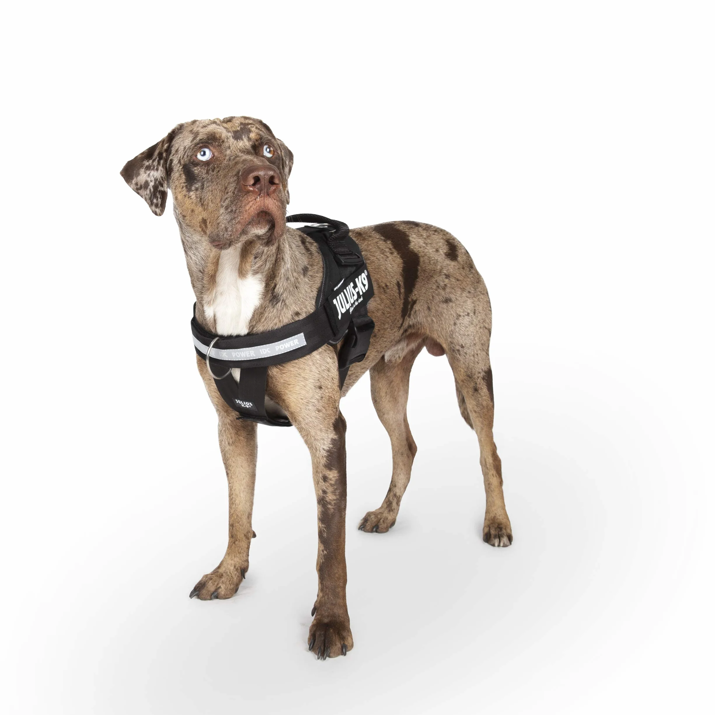 Julius-K9, IDC Powerharness, uprząż dla psa z przednim paskiem sterującym Y, rozmiar: XL/2, czarna
