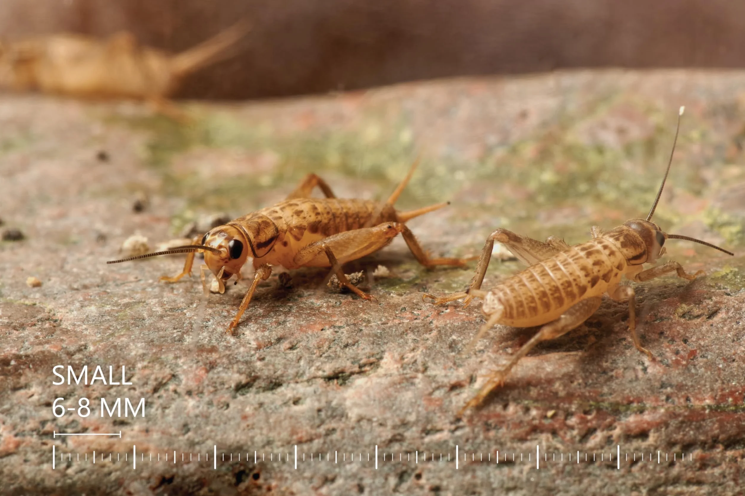 Żywe świerszcze domowe | rozmiar 2 (6-8 mm) Bardzo małe| MINI op – 150 szt. | karmowe wylęg