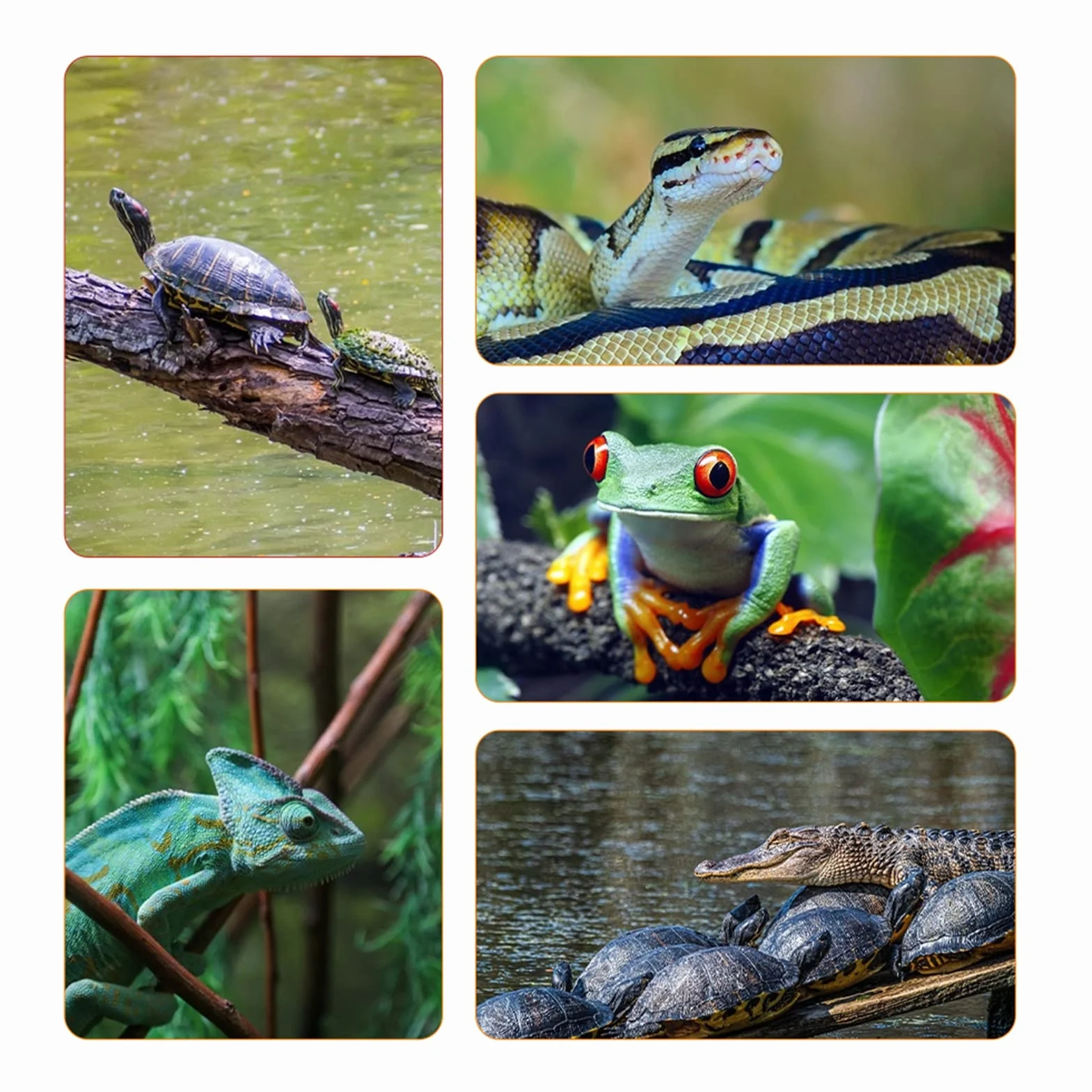 Mini Cyfrowy Termometr Higrometryczny Wewnętrzny Monitor Temperatury Powietrza Z Dużym Wyświetlaczem Lcd I Podświetleniem Dla Gadów (Czarny)