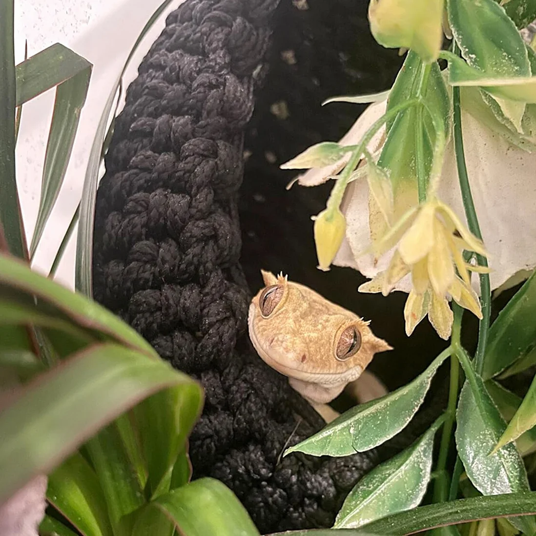 Brodaty smok hamak dla gadów, akcesoria, leżak jaszczurka, wiszący hamak terrarium dla gadów, kameleonów, gekonów, węży, igwany, szary