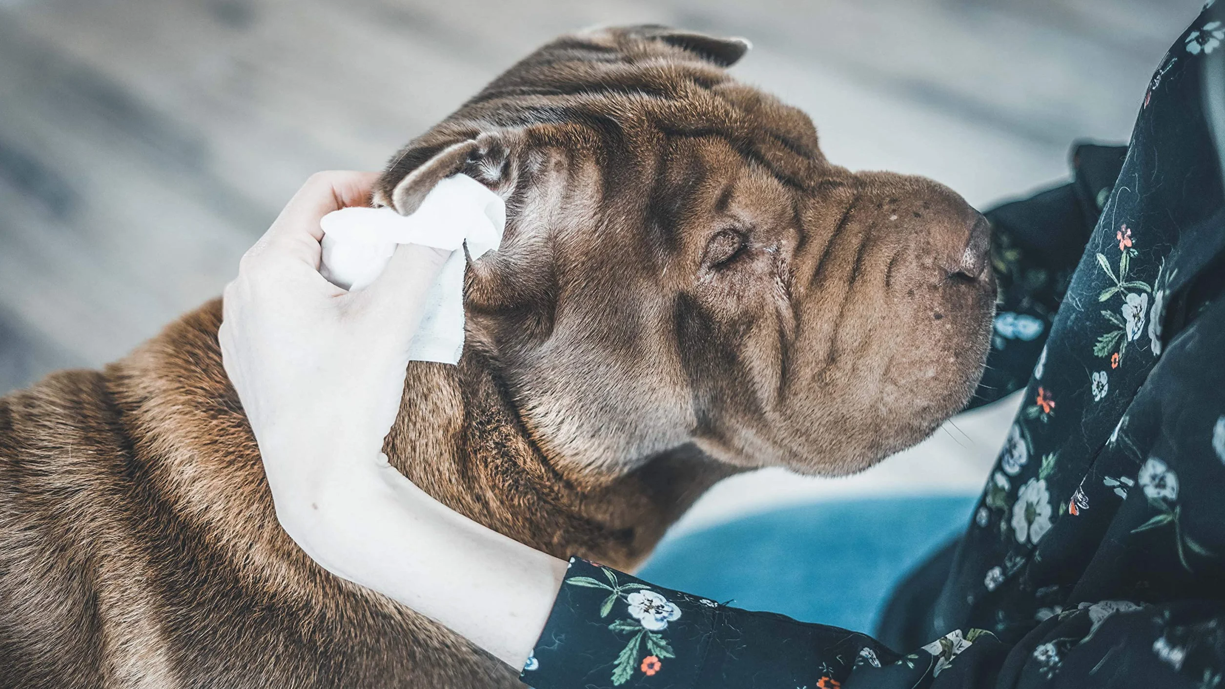 Vetocanis Chusteczki czyszczące dla psów i kotów x72, chusteczki oczyszczające uszy, oczy i łapy psa i kota dla wszystkich ras i grup wiekowych, formuła oparta na aktywnych roślinach, duża