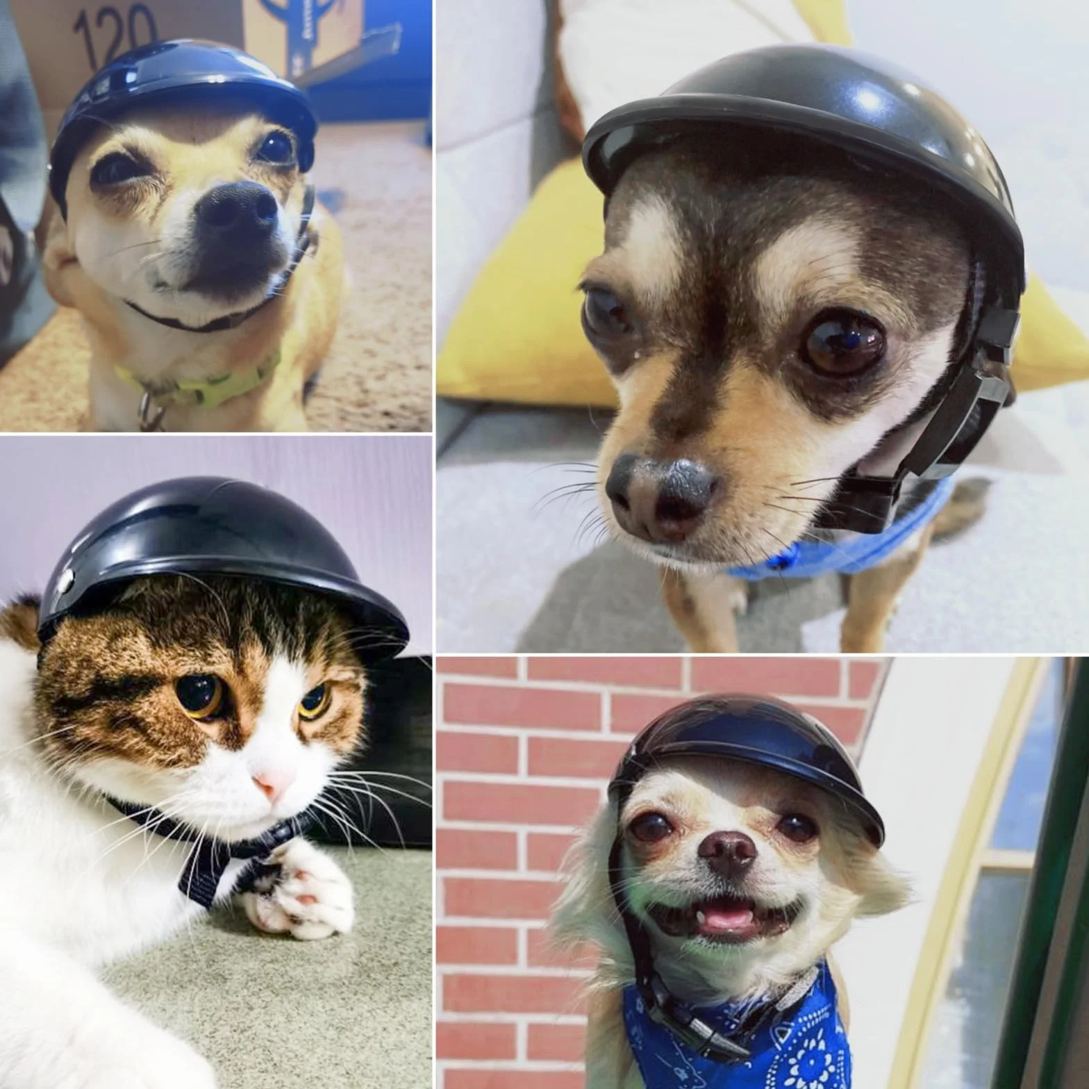 Enjoying Kask dla małych psów, kask motocyklowy, kask dla psa chihuahua, outdoorowy, rowerowy kaski dla pieska, czapka dla kota od XS do małych ras, outdoorowa czapka dla szczeniaka, regulowany