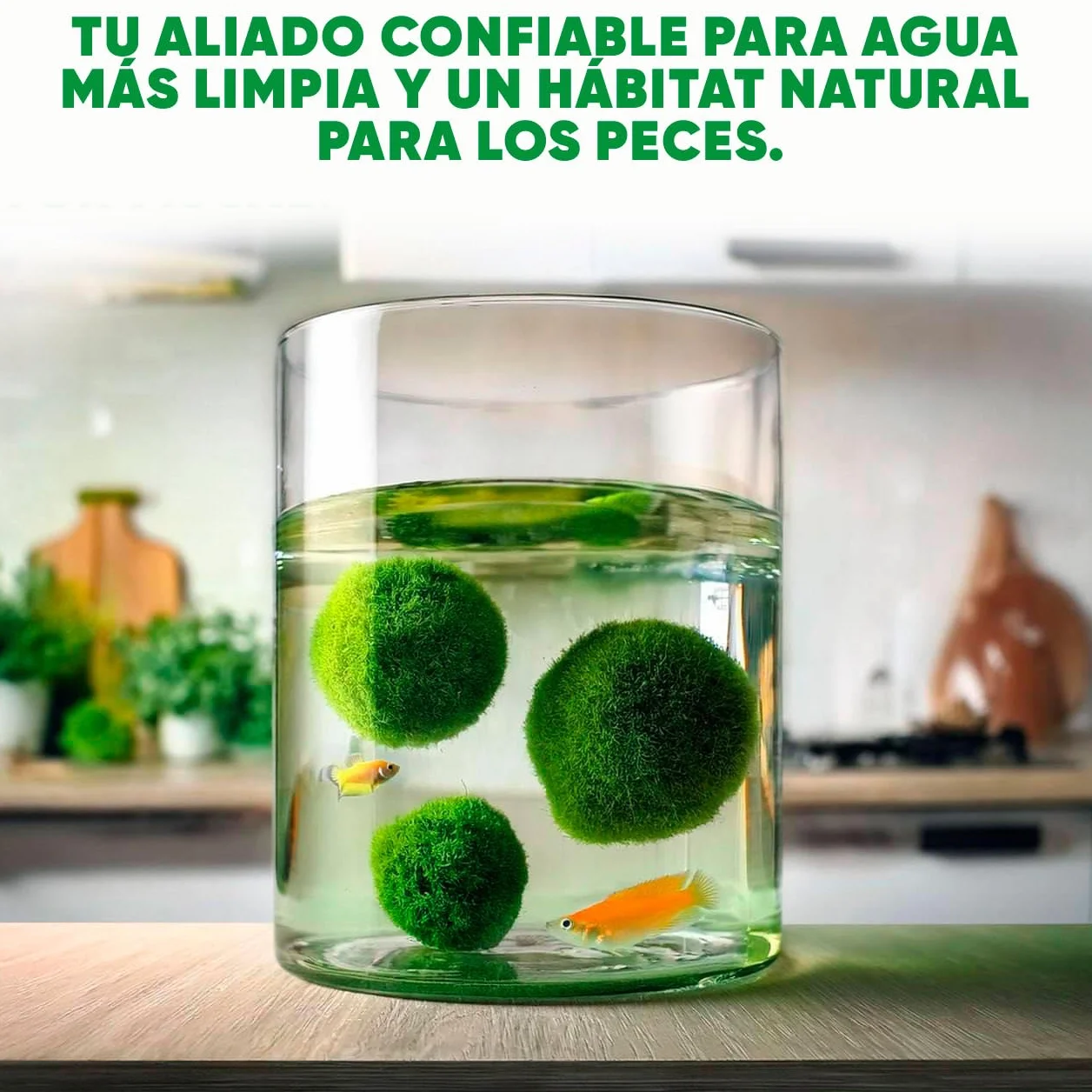 20 + 1 szt. kule mchu akwarium Cladophora aegagropila linneiae mech rośliny akwariowe rośliny wodne dekoracja rośliny prawdziwe marimo piłki mchu akwarium marimo moosball (1-3 cm)