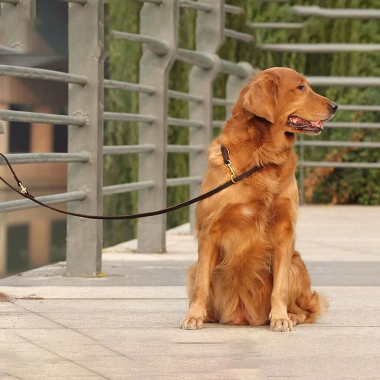 Skórzana smycz dla zwierząt Skórzana linka trakcyjna Podwójna przyczepność Łańcuch P Obroża Wielofunkcyjna długość Pet Dog Walking Dog Training Lina trakcyjna Lina dla psa (Kolor: 04, Rozmiar: 1,2 c