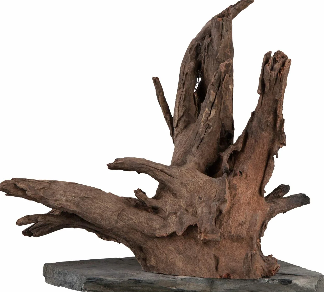 sera Scaper Wood L 30-35 cm - kompaktowe drewno korzeniowe na płycie łupkowej w dwóch rozmiarach