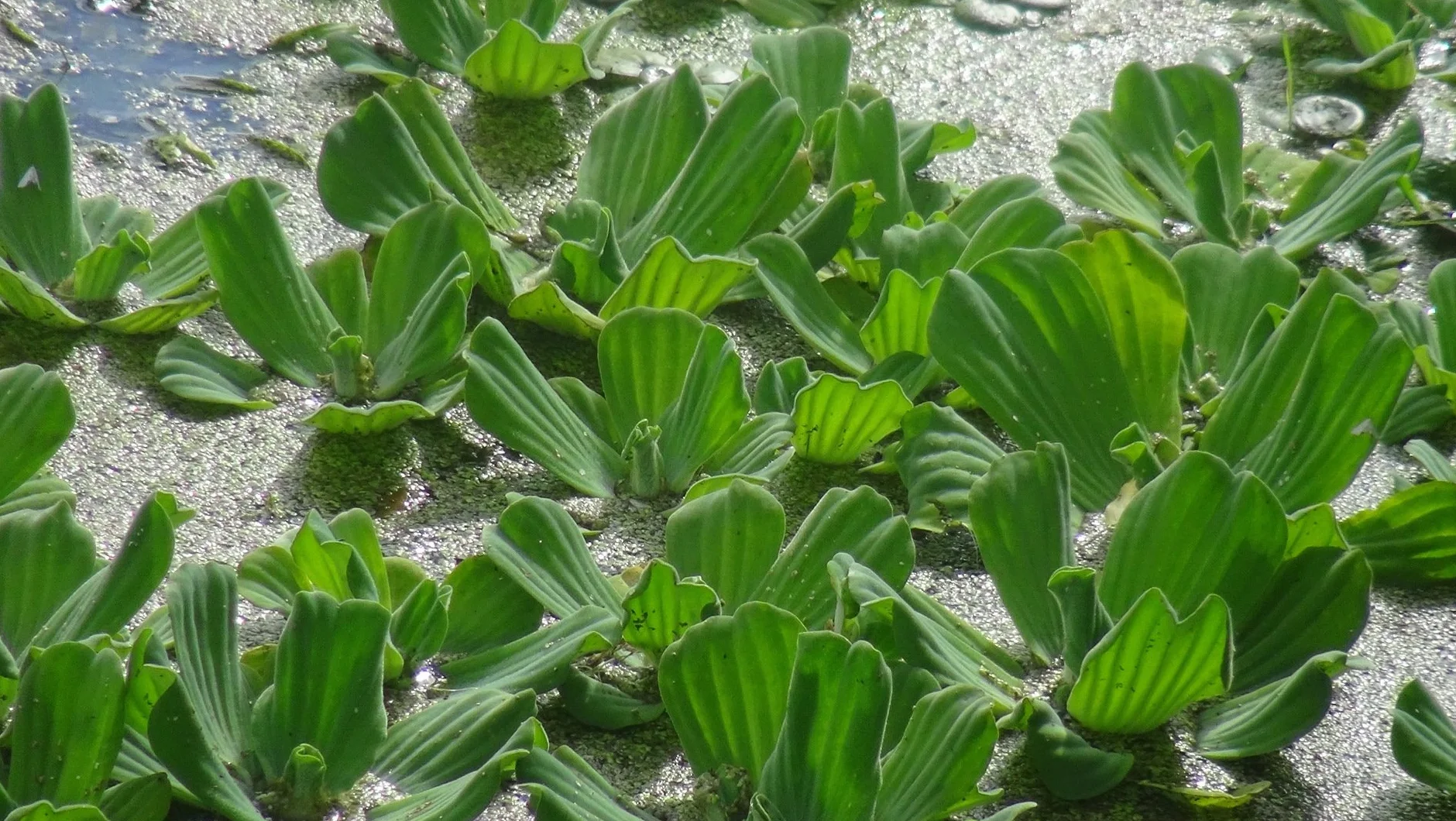 Sałata wodna (Pistia stratiotes) Pływająca roślina do akwarium