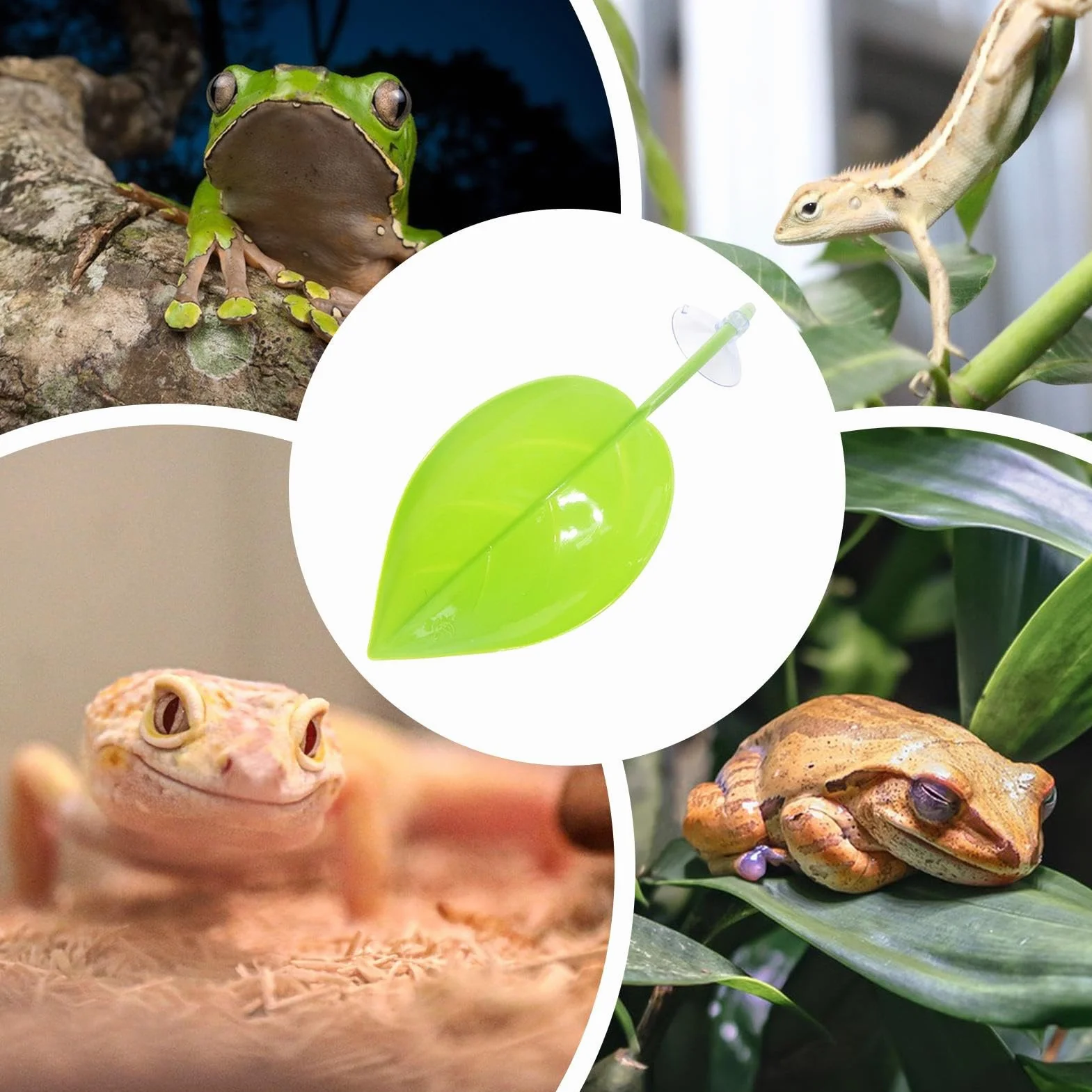 Taras do odpoczynku dla gadów, z przyssawką, liść tarasu, akcesorium do siedliska płazów, funkcjonalna strefa odosobnienia, konstrukcja o naturalnym wyglądzie, sprzęt terrarium dla gekonów, żab i