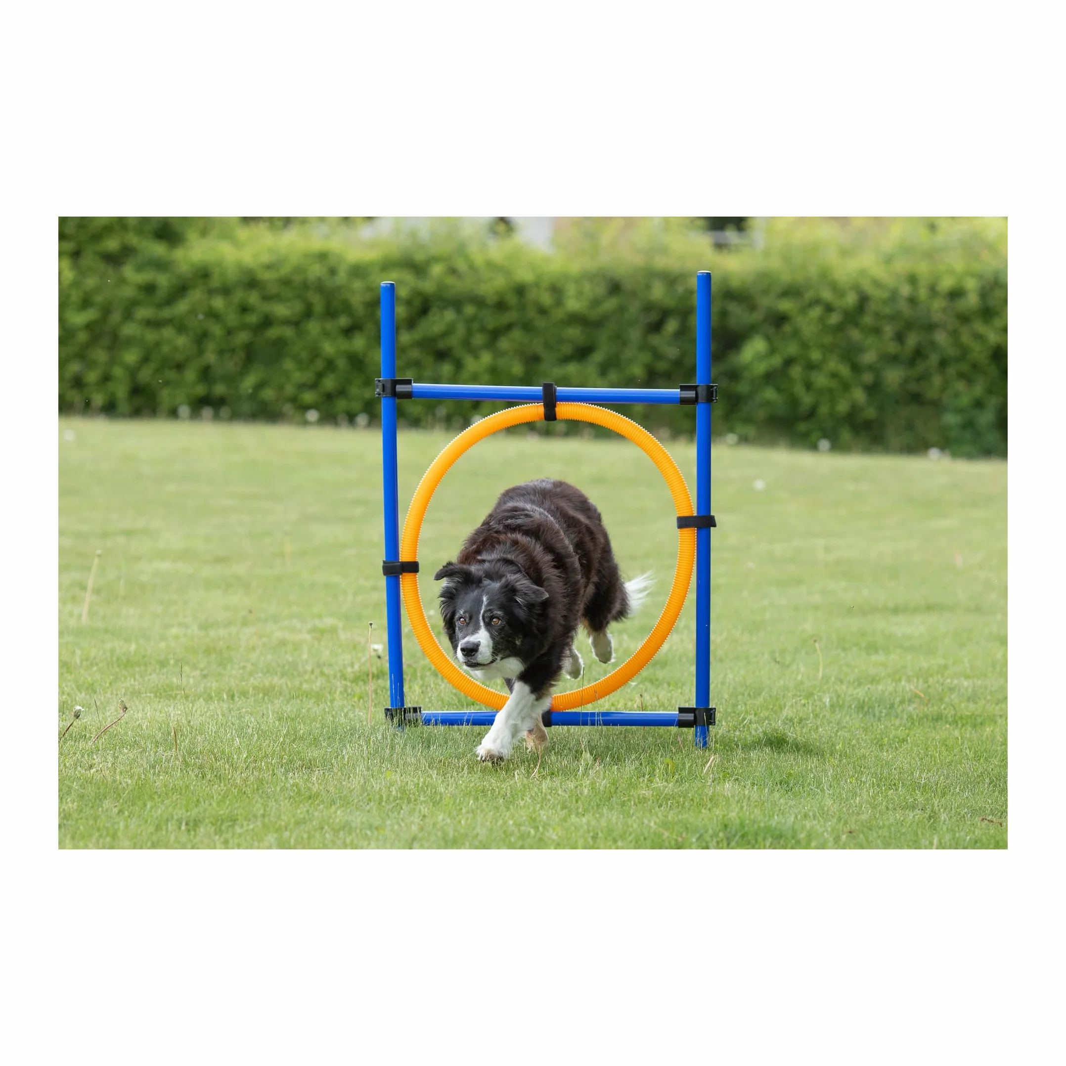 Trixie Dog Activity Pierścień Zwinność 115 x 3 cm 65 cm Pomarańczowy Niebieski
