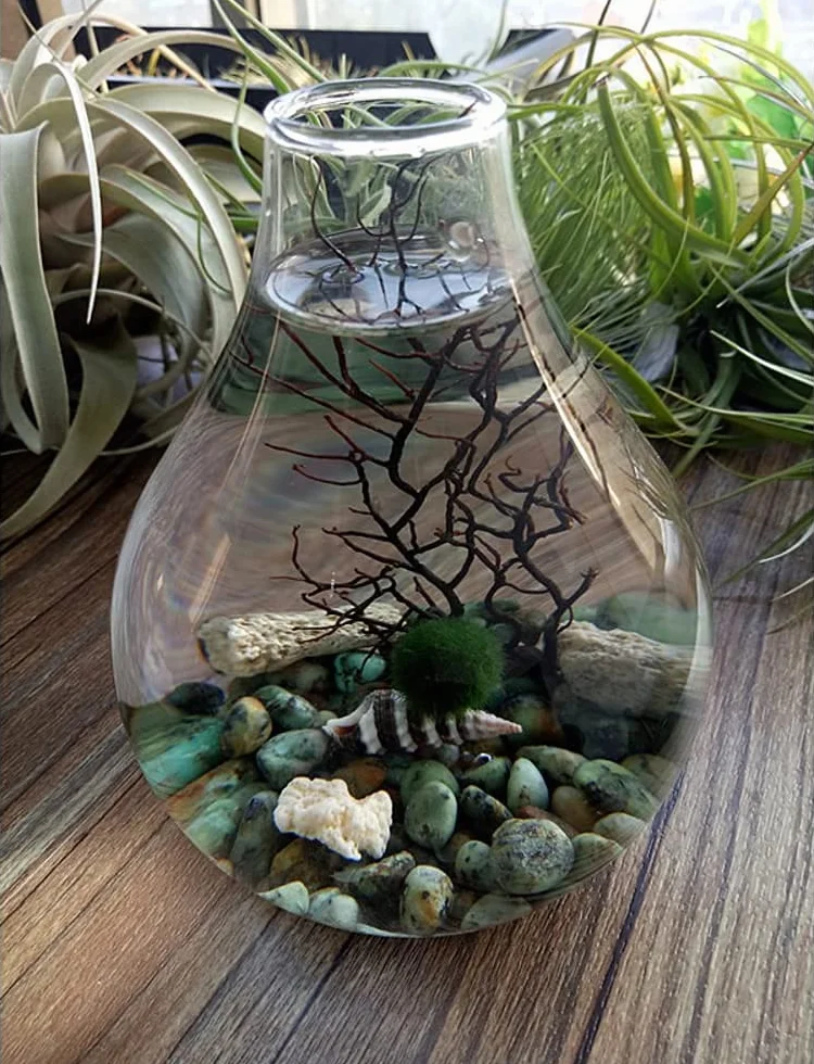Ecosides Marimo mech piłka terrarium, zestaw do akwarium ze szkła łezki terrarium Zen terrarium moos Ball akwarium DIY terrarium pojemnik (biały)