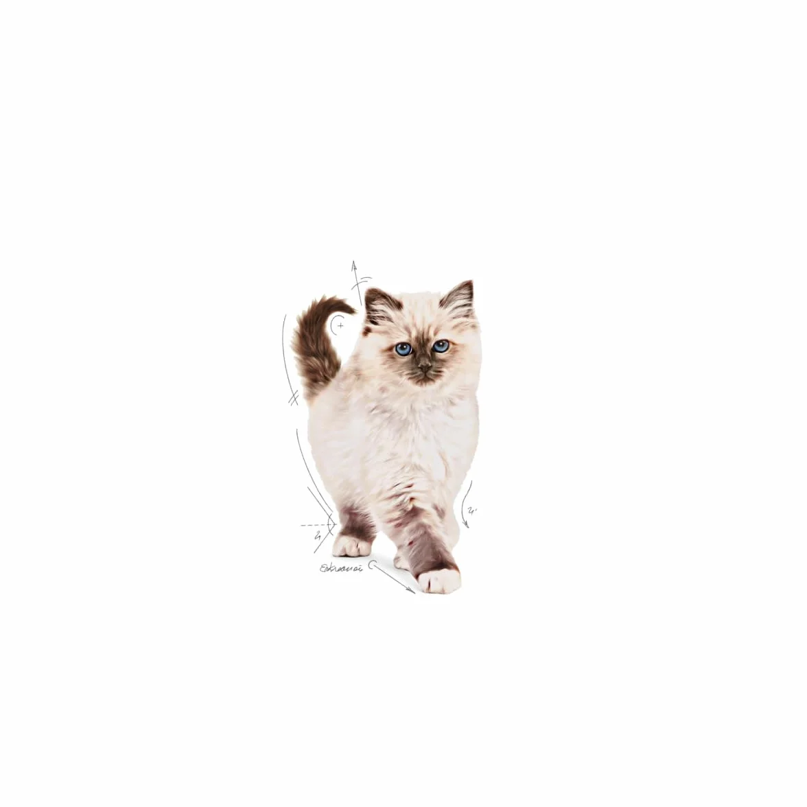 Royal Canin C-58430 Kot - 400 gr