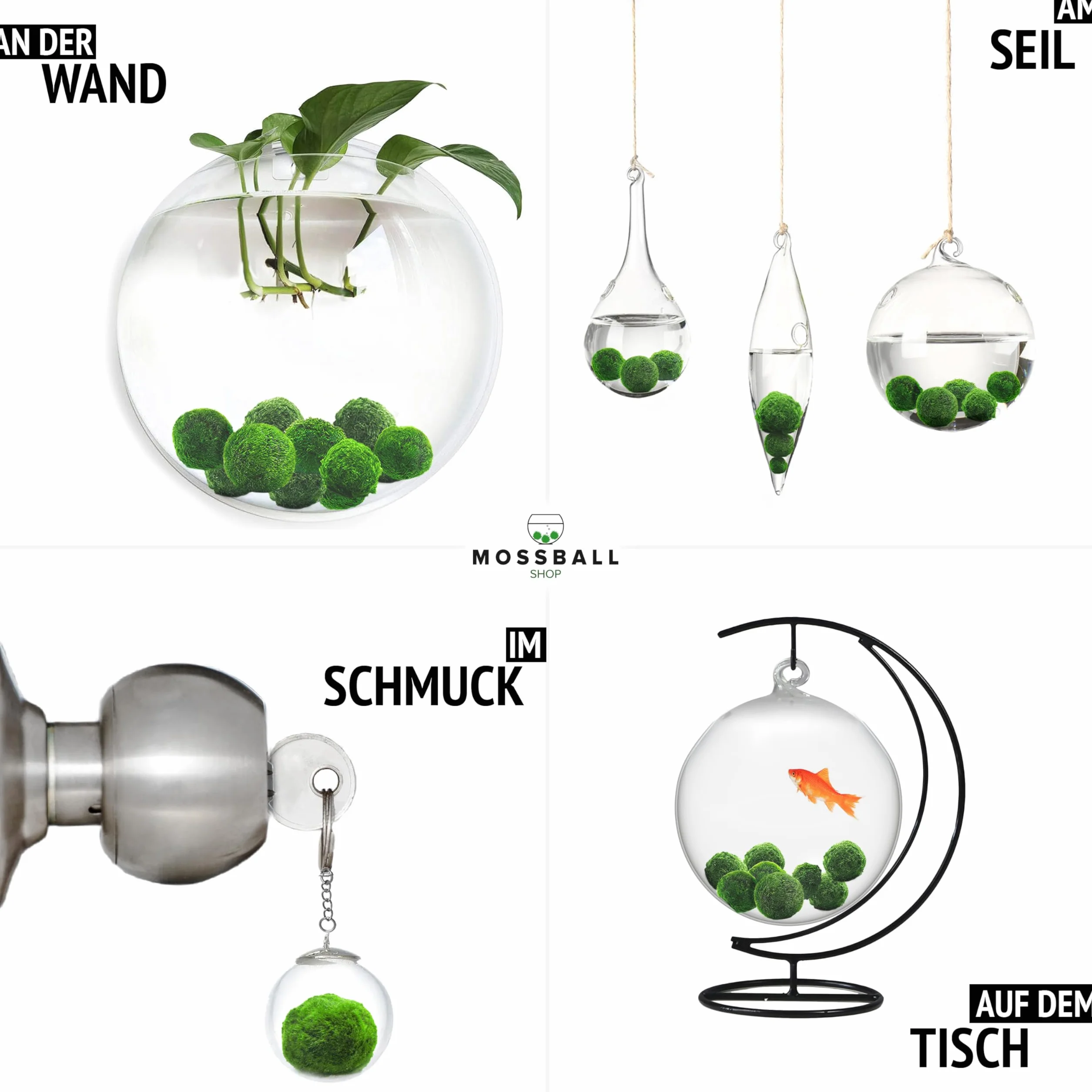 20 + 1 szt. kule mchu akwarium Cladophora aegagropila linneiae mech rośliny akwariowe rośliny wodne dekoracja rośliny prawdziwe marimo piłki mchu akwarium marimo moosball (1-3 cm)