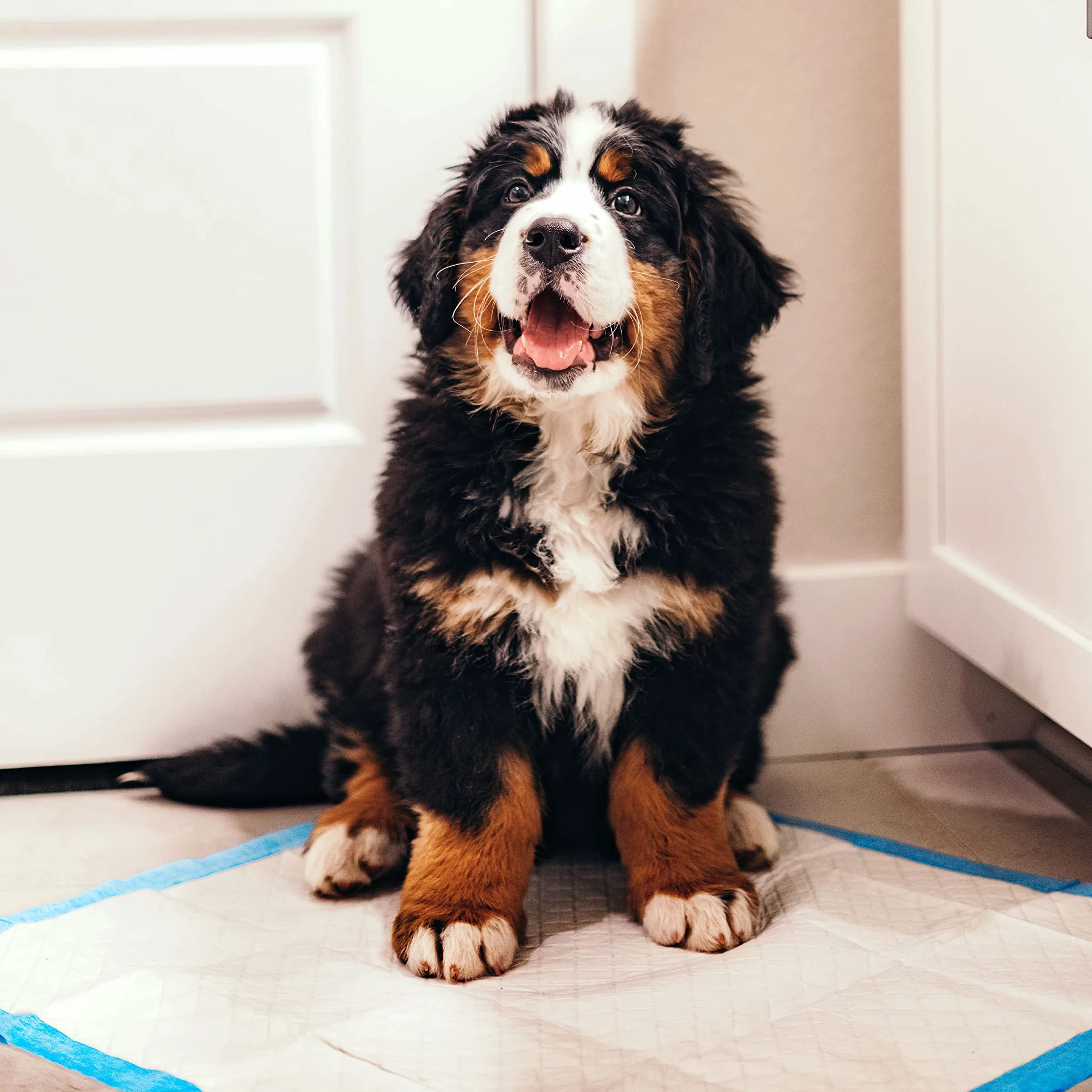 Four Paws Wee-Wee podkładki do treningu psów i szczeniąt l Gigantic, XL, Standard i Little L, chłonne podkładki do treningu szczeniaków, szczelne, 6-warstwowa technologia, 24-godzinna ochrona