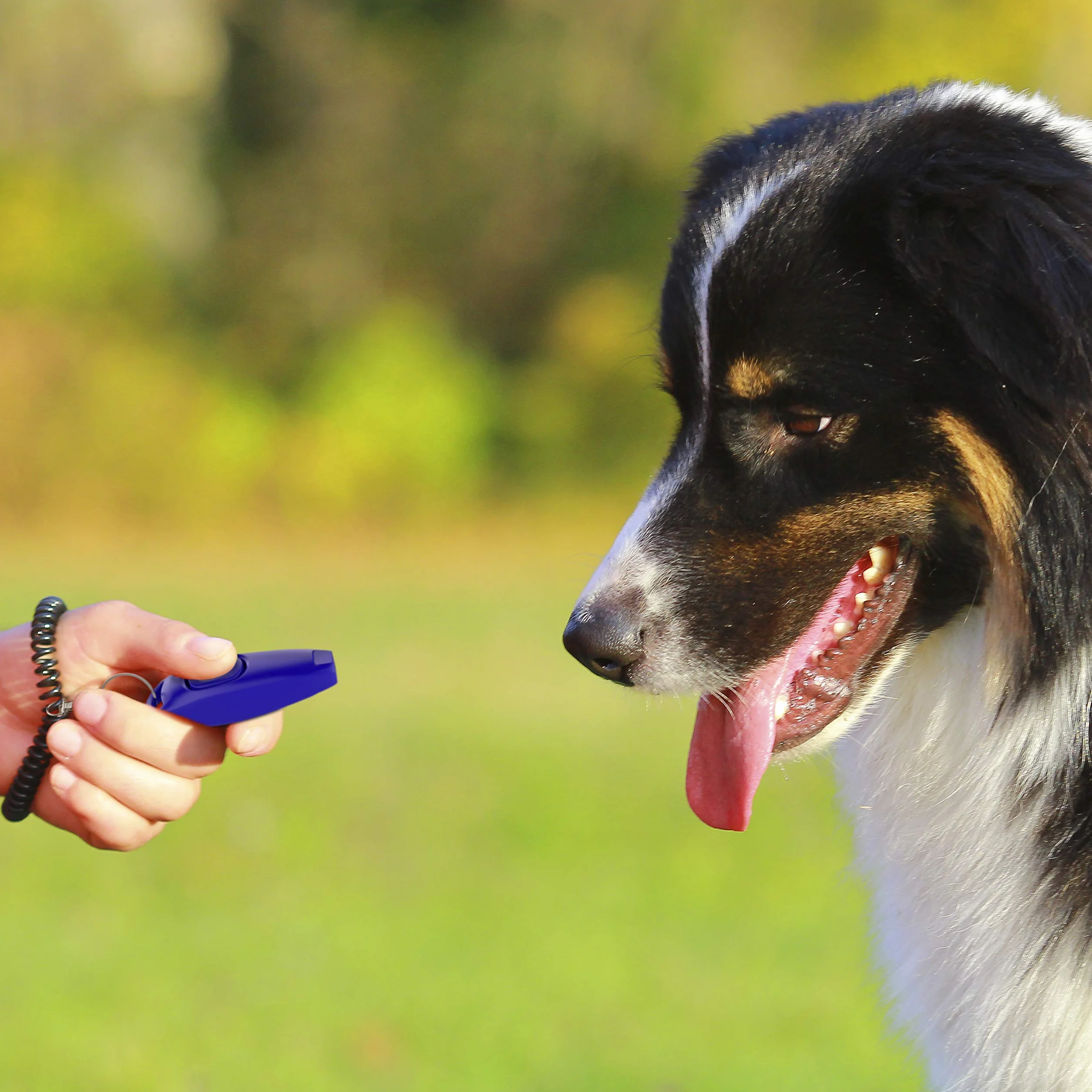 TruePets® 2 w 1 klik dla psa – clicker z gwizdkiem dla psa – kliker, idealnie nadaje się do edukacji psa, clicker doog – clicker kot – trening clicker kot – gwizdek dla kota / psa (niebieski)