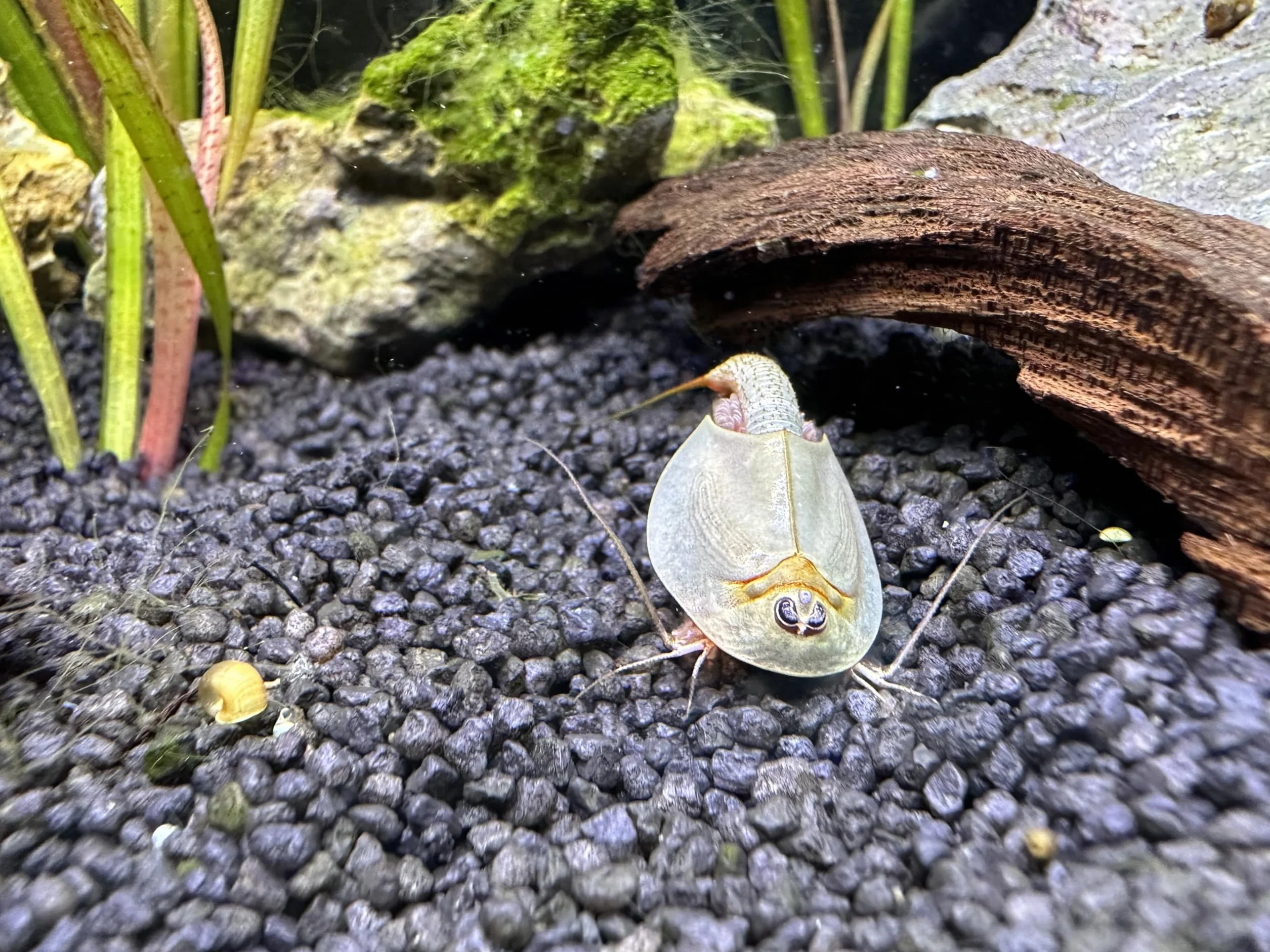 Kopia Triops Longicaudatus ok. 200 Pure Eggs (1 kapsułka)