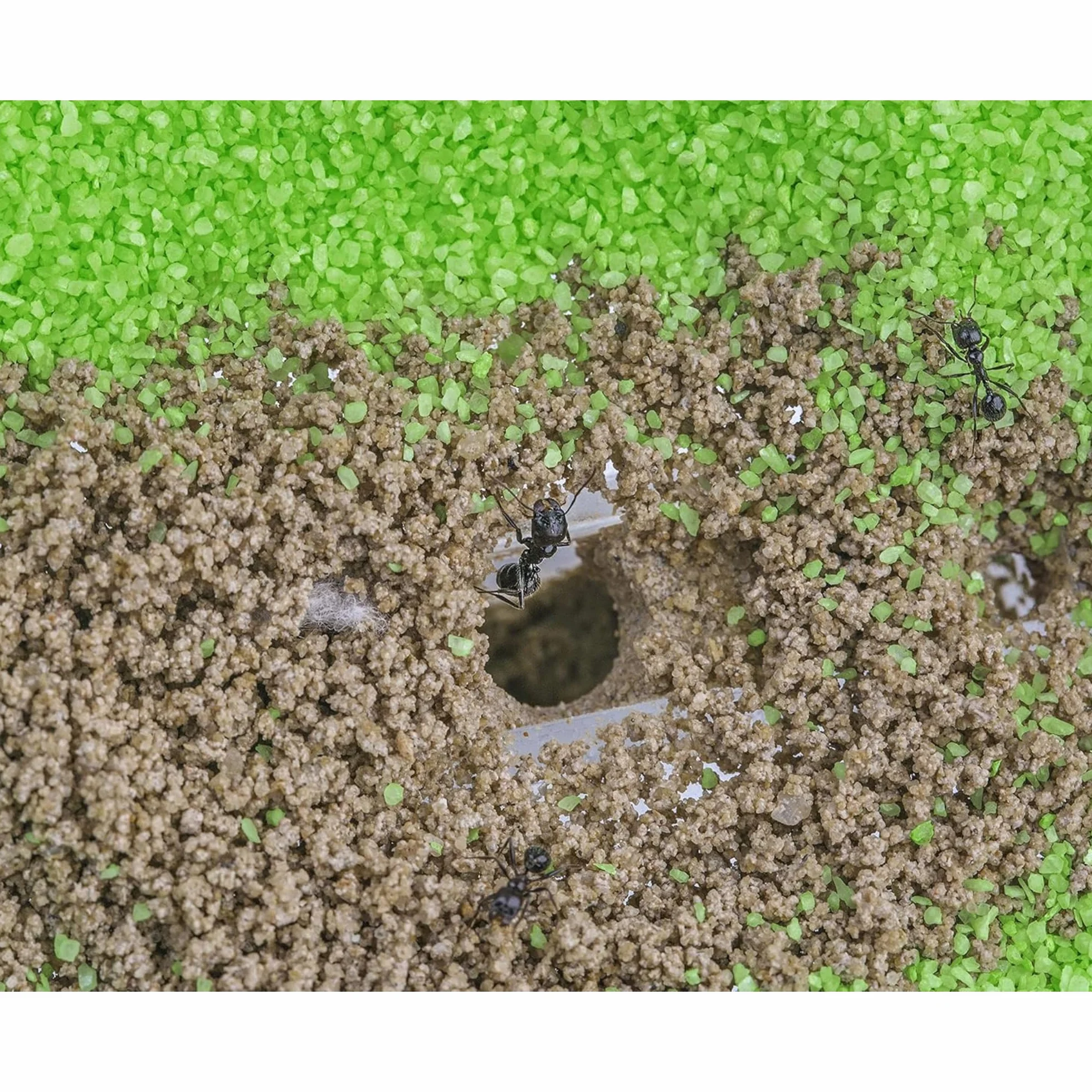 AntHouse farma mrówek z naturalnego piasku, zestaw akrylowy T, 15 x 15 x 1 cm, 5 cm, mrówki w zestawie