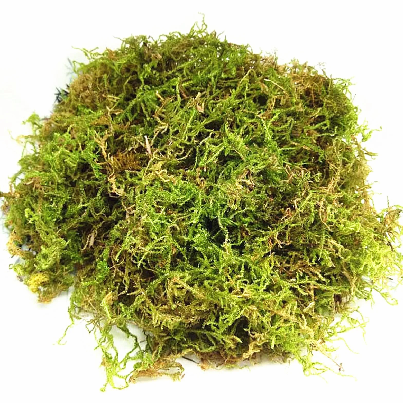 CONNECTION Sphagnum Mech dla Roślin 200g Naturalny Mech Torfowy Naturalny Sphagnum Mech dla Gadów Mech do Rękodzieła na Terrarium, Klatki dla Gadów, Gazony, Ogród, Rośliny Pokojowe, Dekoracja