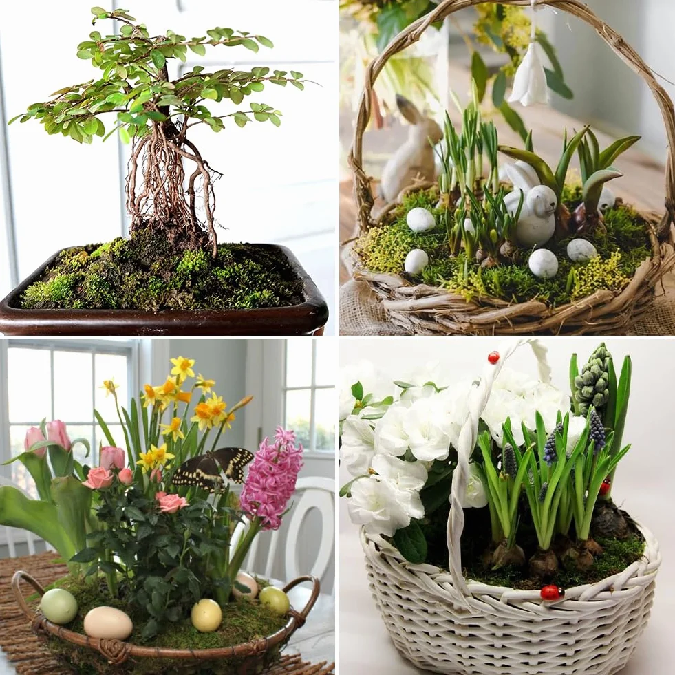 ãOFFCUP 500 g premium mchu torfowcowego do terrarium, naturalny mech terrarium, cegła do gadów, torfowca, do storczyków, roślin mięsożernych, sukulentów, kwiatów ogrodowychÓ
