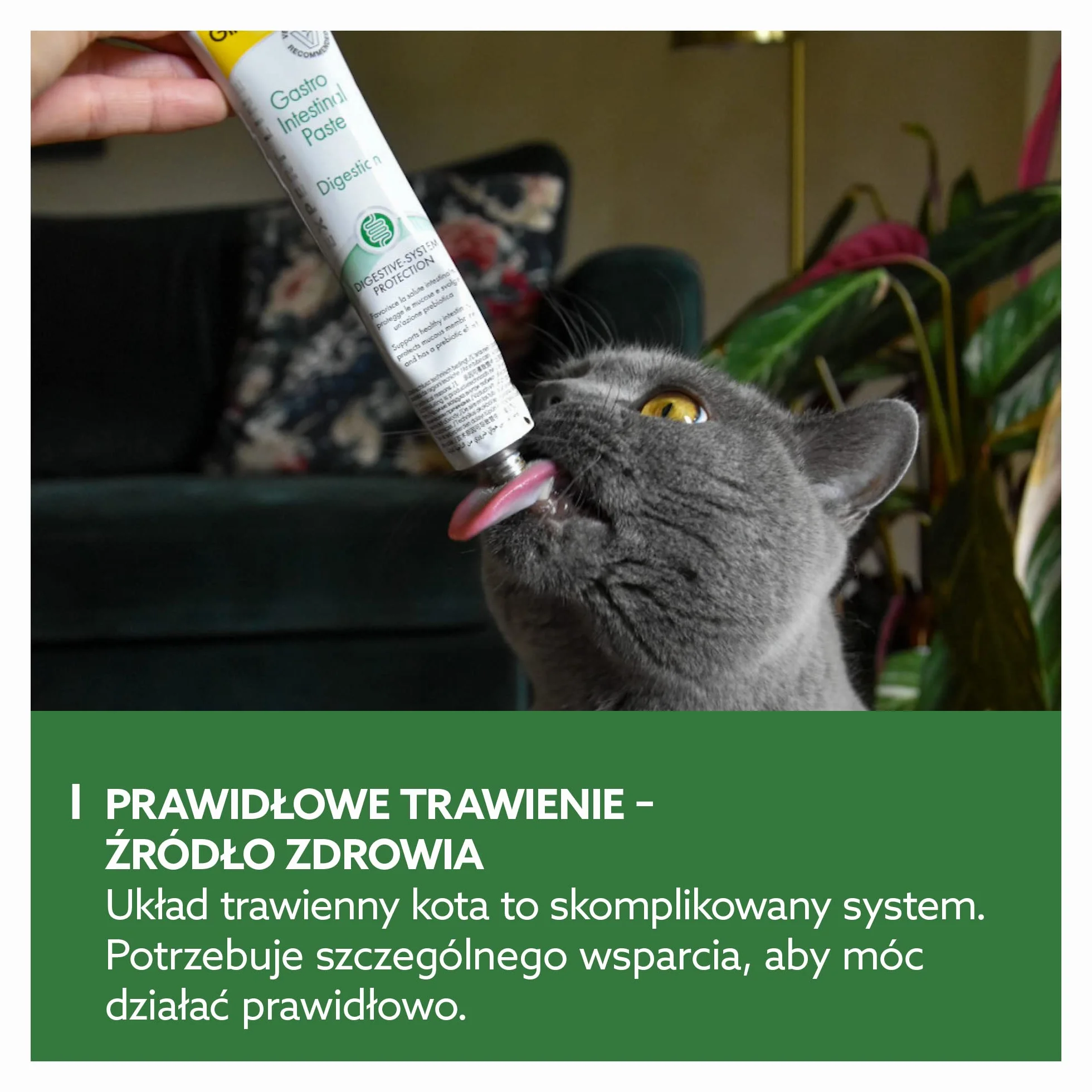 GimCat EXPERT LINE Gastro Intestinal pasta - Funkcjonalny przysmak dla kotów, wspomagający trawienie i mikroflorę jelitową - 1 tubka (1 x 50 g)