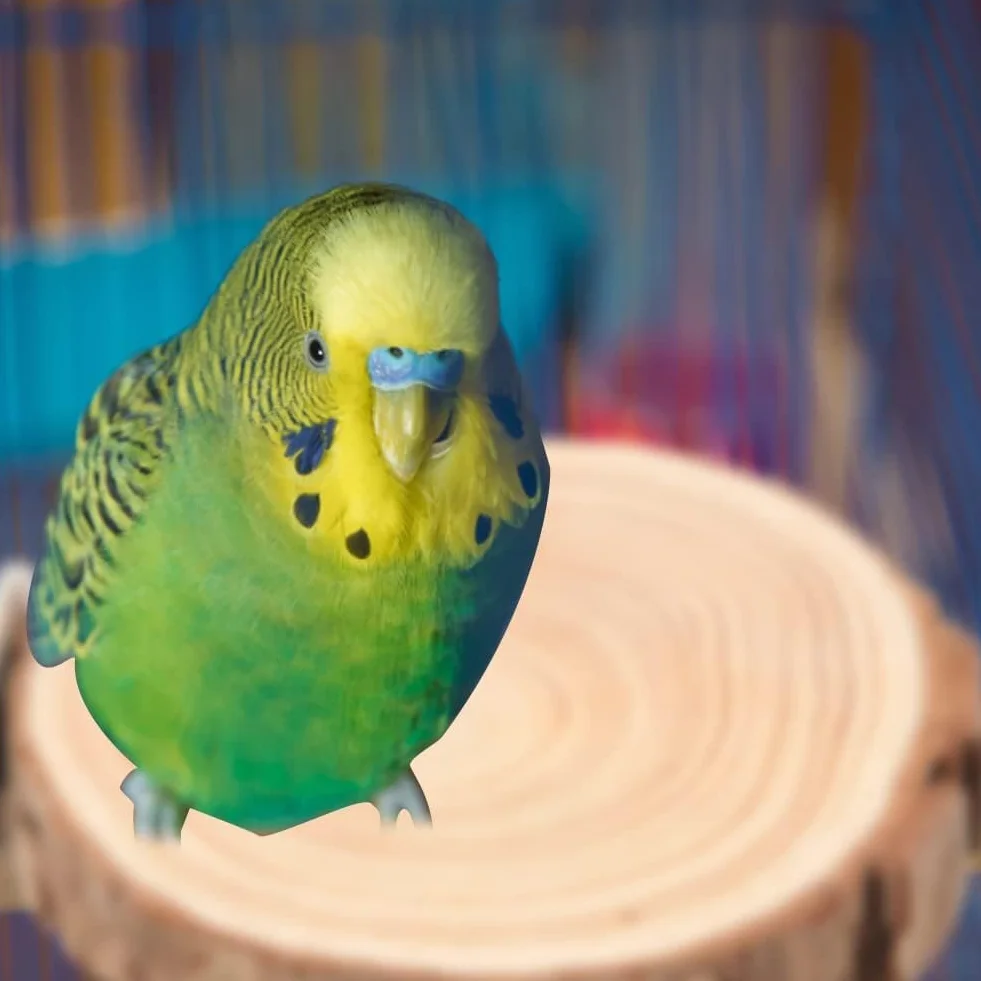 Okrągła Drewniana Trampolina Papuga Okonie Stojak Zabawka Ptak Papuga Okoń Platforma dla Małych Papug Nimfy Chomik(6cm)
