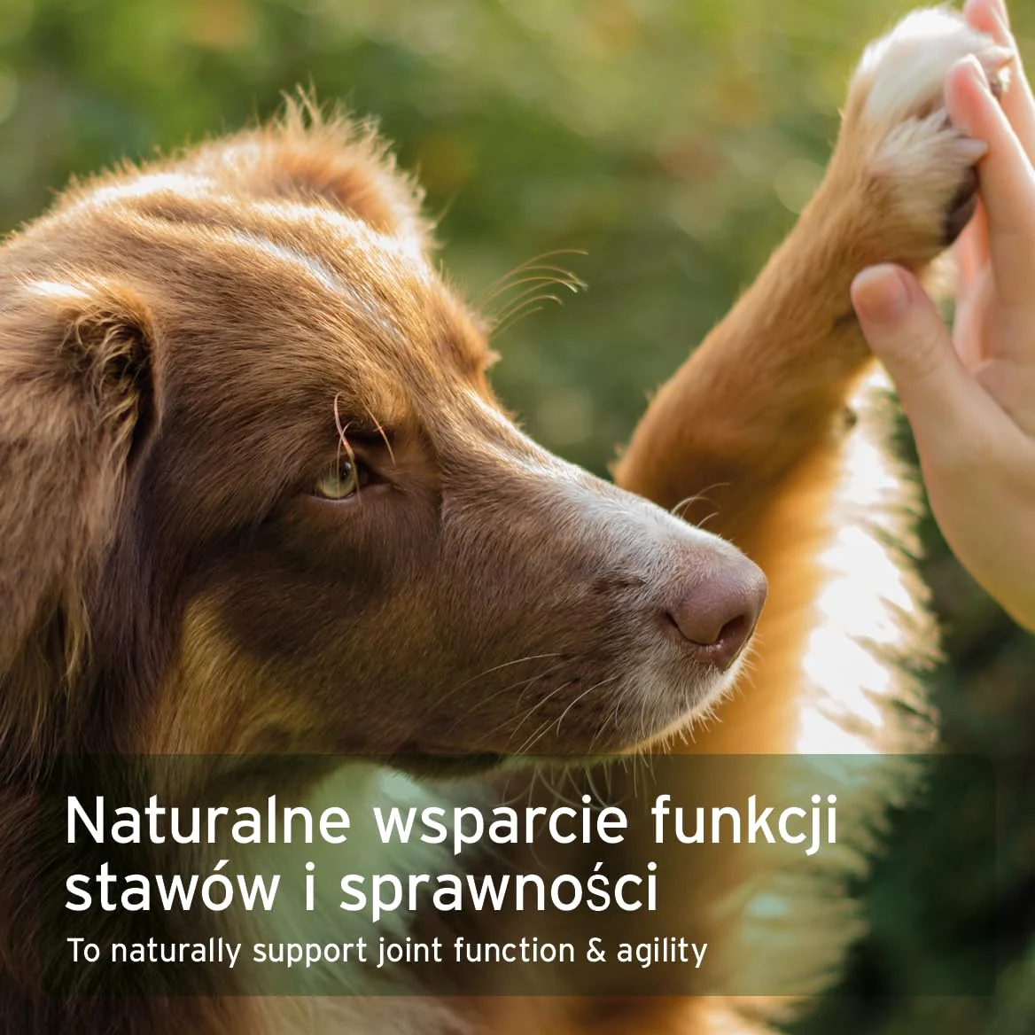 AniForte Marine Kolagen proszek dla psów CollaMove 450 g - Kolagen rybny wspomaga stawy, ścięgna i więzadła – naturalny produkt dla sprawności stawów i zwinności