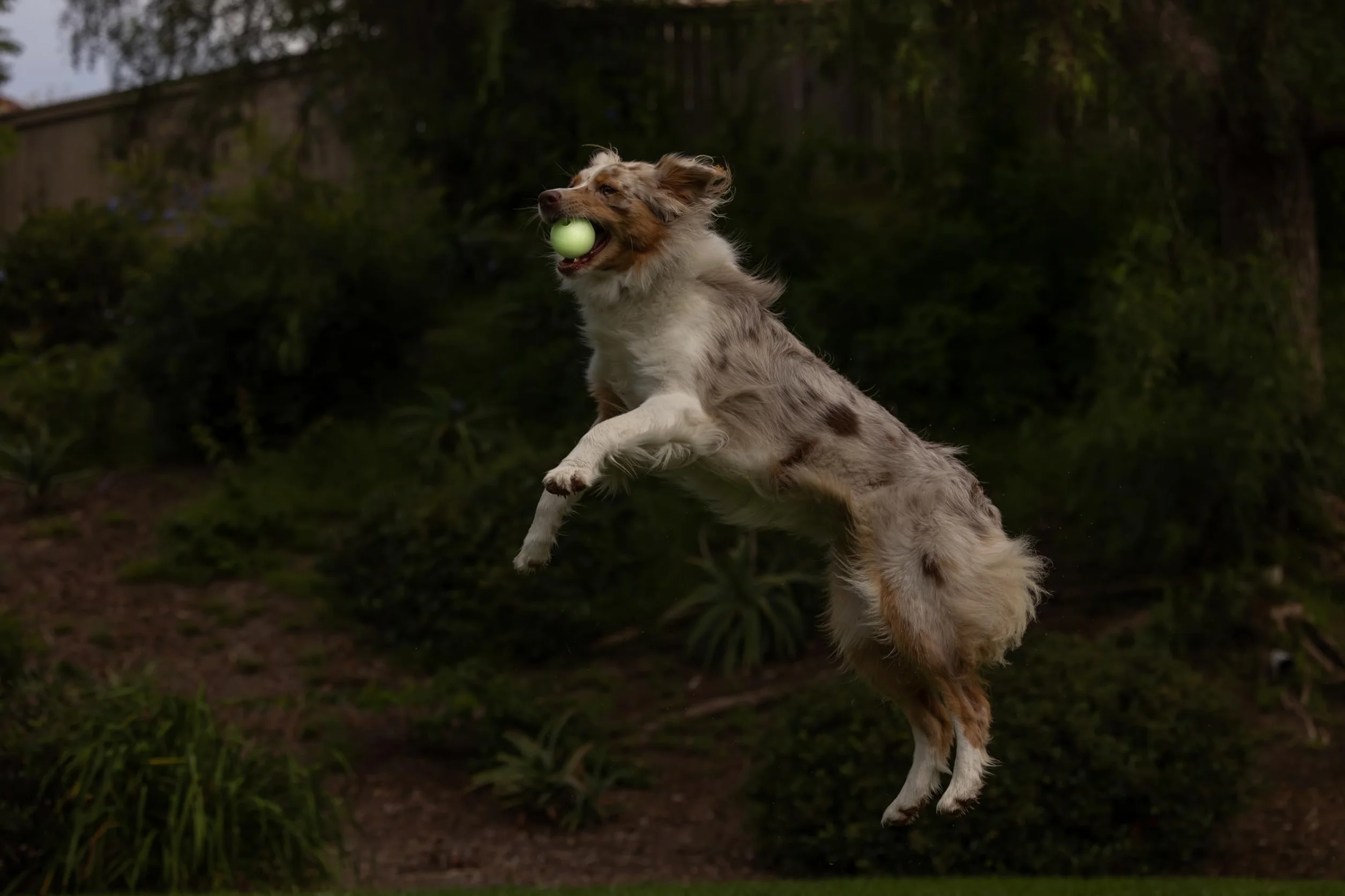 Chuckit! Max Glow Dog Ball High Visivity Glow In The Dark Bouncy gumowa noc Time Petch zabawka - średnia 6,5 cm