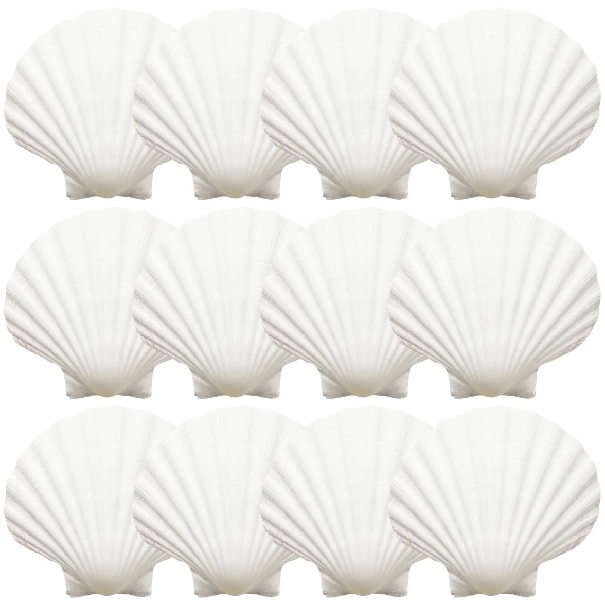 12 białych muszelek, 9-10 cm, duże muszle, muszle, naturalne muszle, do rzemiosła DIY, dekoracja kuchni, dekoracja przekąsek, dekoracja akwarium, na plażę