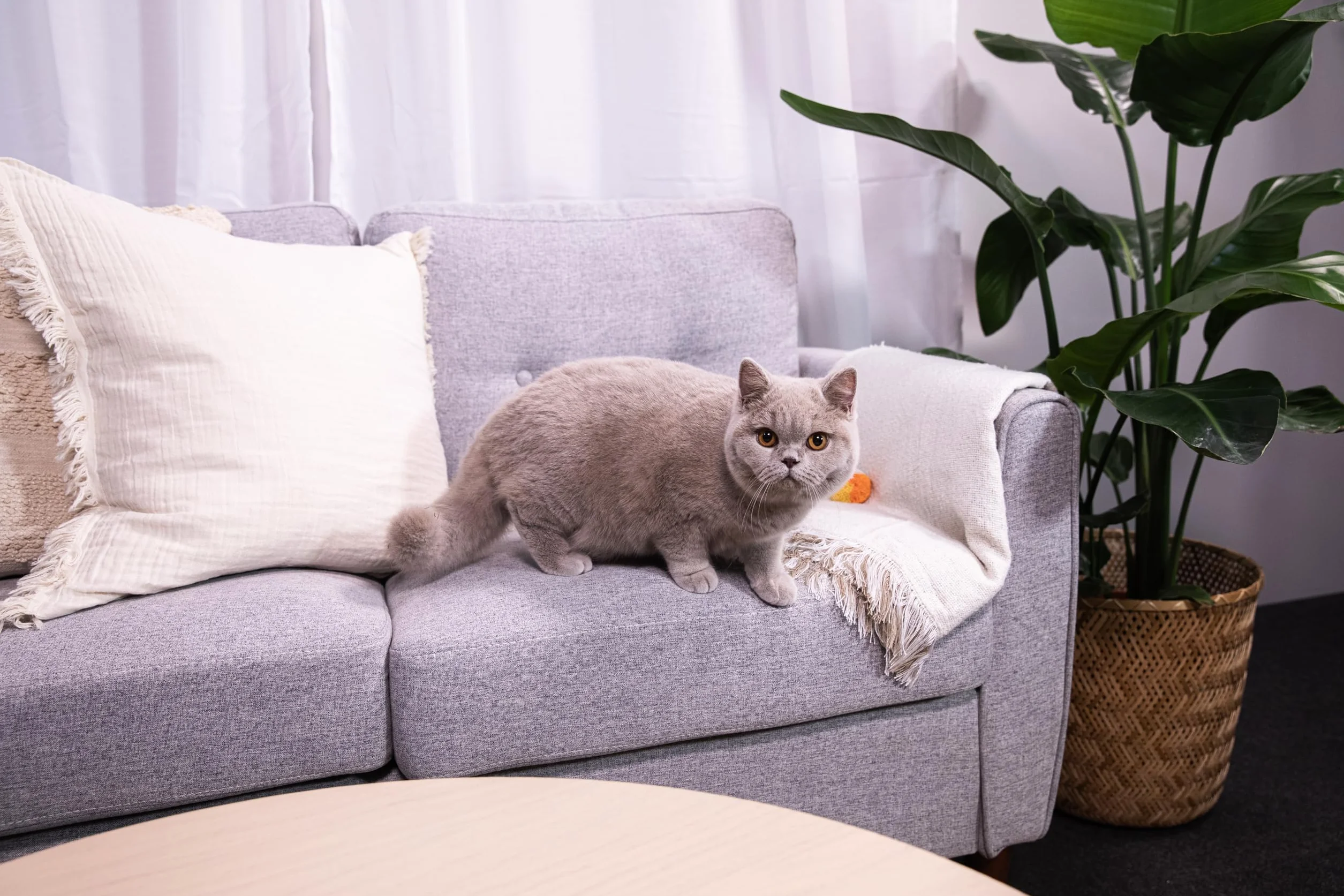 Sanicat – Zbrylający żwirek dla kotów z przetworzonych kolb kukurydzy | Doskonałe wchłanianie i redukcja nieprzyjemnych zapachów | Produkt przyjazny dla środowiska i biodegradowalny | Pojemność 6 l