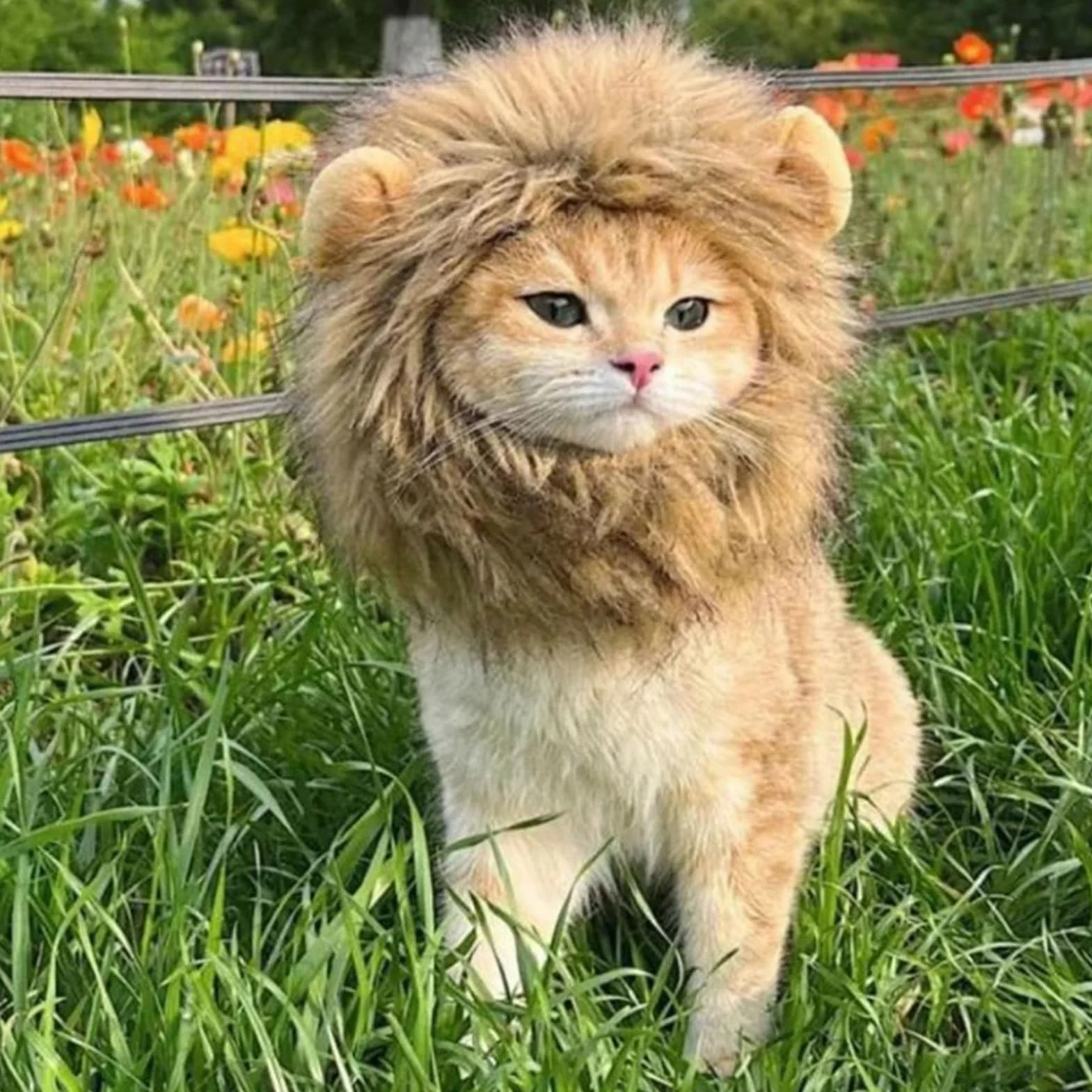 Maciun Lew Grzywa , Lew Grzywa dla kota - Lew W?osy Zwierz? Kot Kostium Kot Cosplay Odzie? - G?adkie w?osy lwa, zabawny kostium kotka, zmywalny fantazyjny kostium, kapelusz
