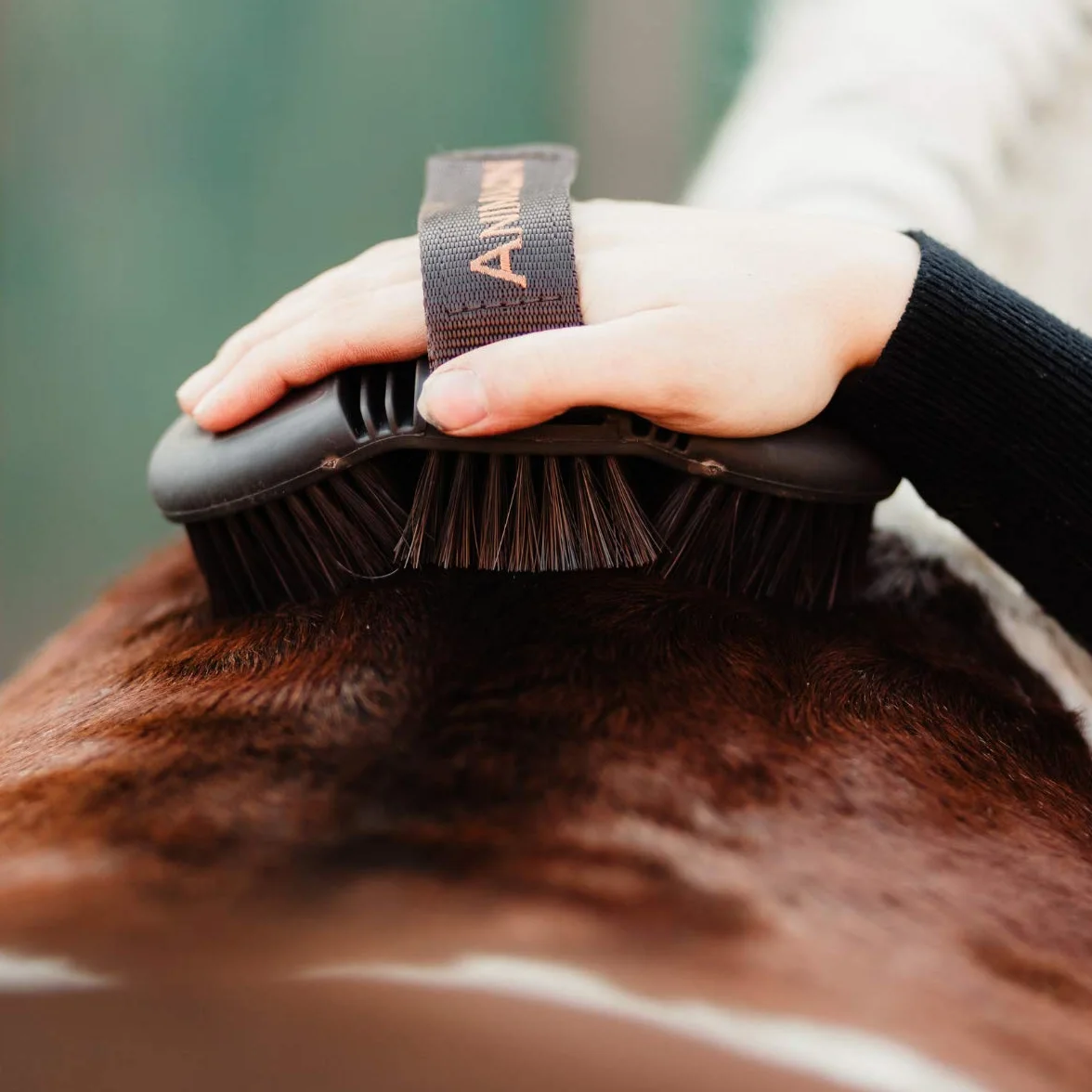 Animalon CareFlex szczotka pielęgnacyjna, elastyczna i ergonomiczna szczotka dla koni z zapięciem na rzep, do każdego boksu pielęgnacyjnego, akcesoria dla koni