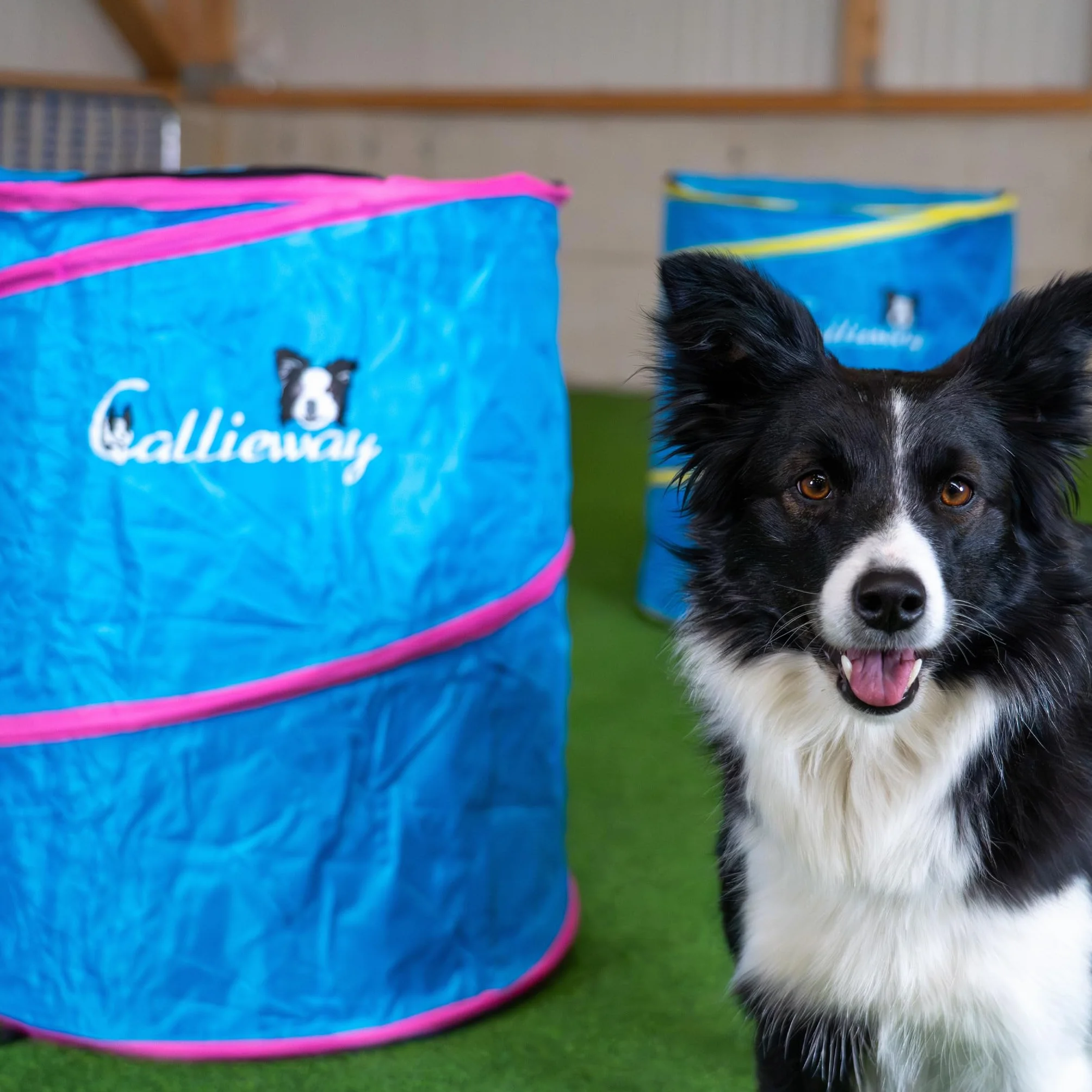 Callieway Hoopers Agility Barrel – Beczka do treningu psów, dwupak, niebieska, stabilna, torba transportowa