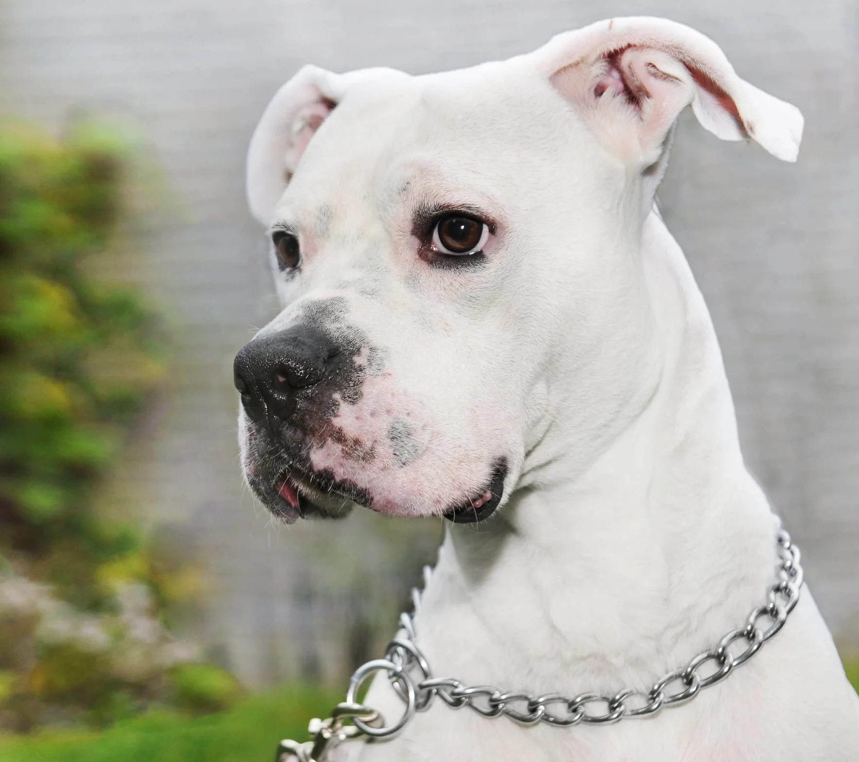HAPPY HACHI Łańcuszek dławiący dla psów 50 cm, mocna obroża łańcuszkowa ślizgowa zapobiegająca gryzieniu dla średnich i dużych psów, srebrny metalowy naszyjnik do treningu szczeniaka, spacerów