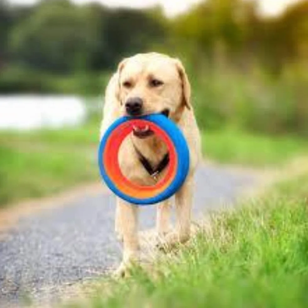 Chuckit! Fetch Wheel Outdoor zabawka dla psa, mała, dla małych ras
