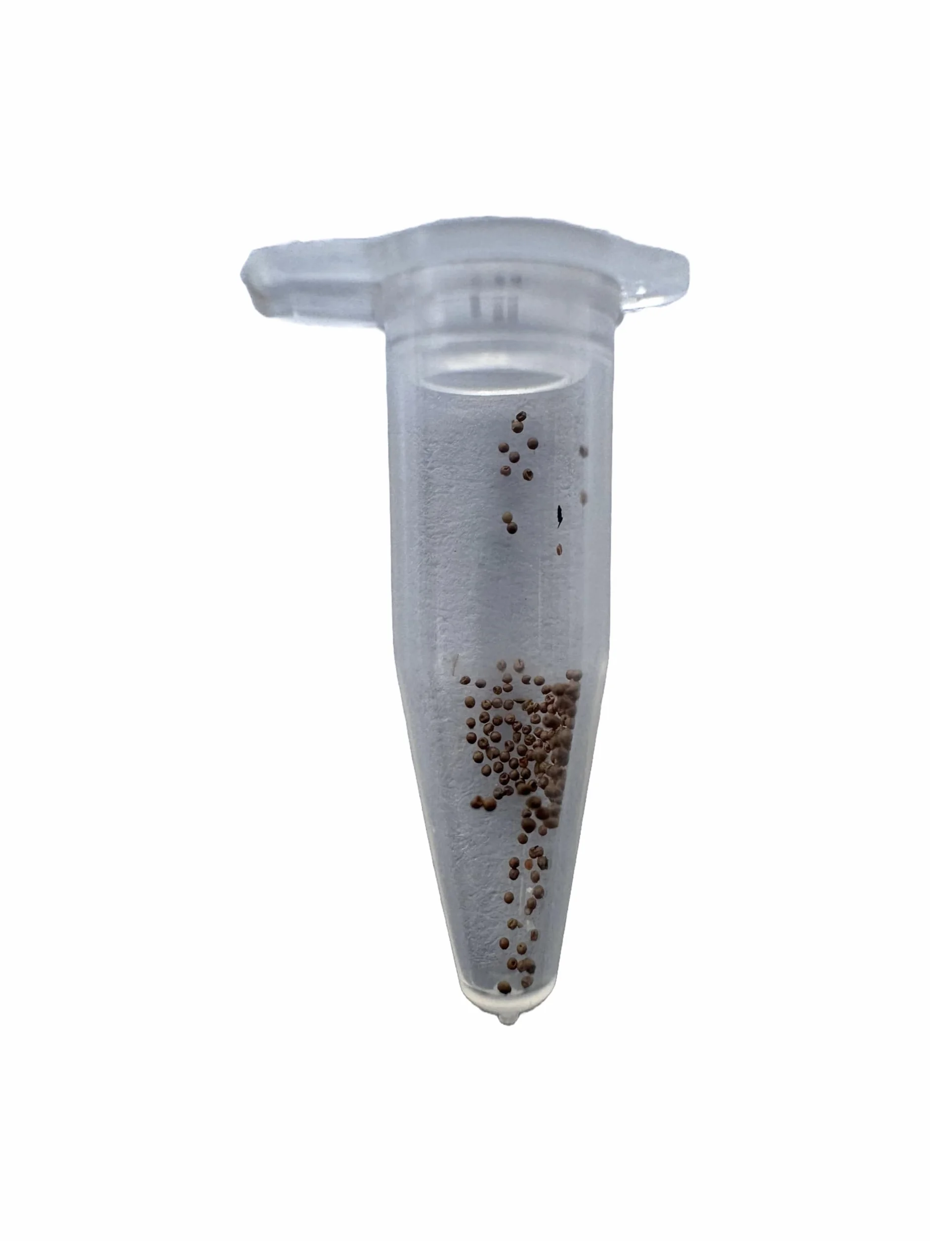 Kopia Triops Longicaudatus ok. 200 Pure Eggs (1 kapsułka)
