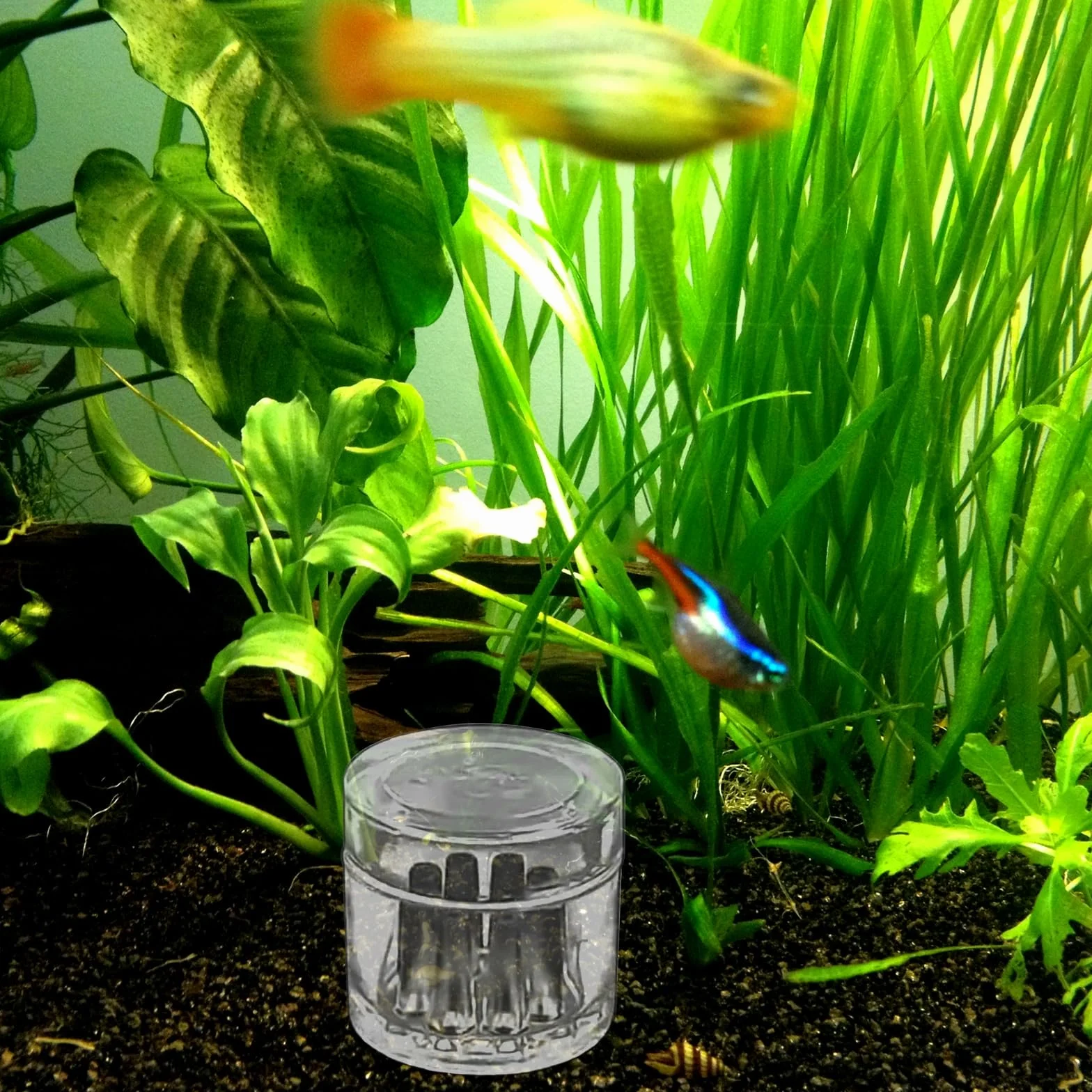 Planaria pułapka na ślimaki, 4 sztuki, 2 otwory, 3 otwory, przezroczyste szkło, pułapka Planaria Trap