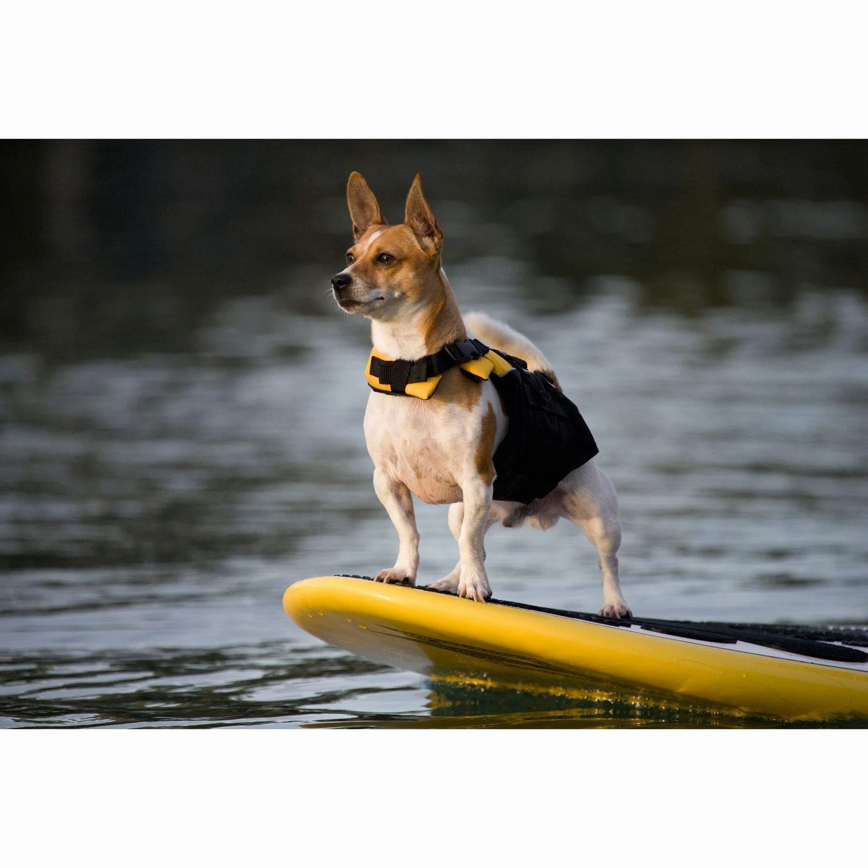 EzyDog Micro Dog Flotation Device, XS, żółty