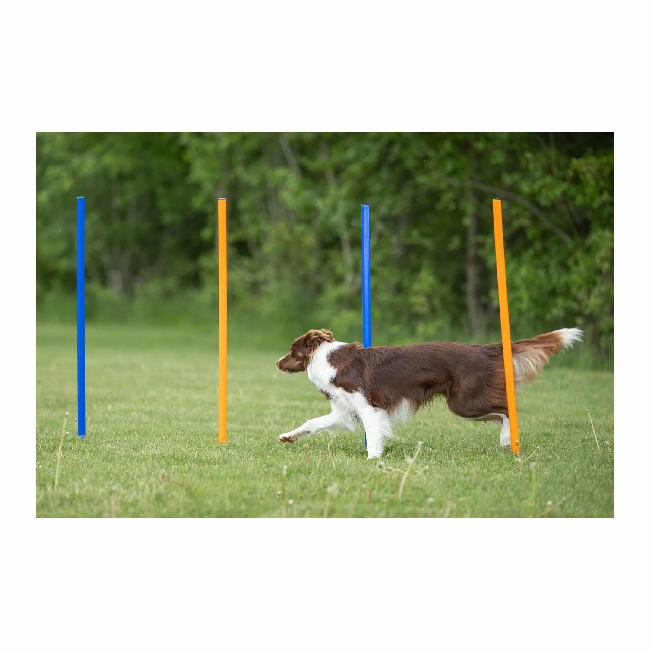 Trixie 3206 Dog Activity Slalom Agility, tworzywo sztuczne, ø 3 × 115 cm, 12 szt., niebieski/pomarańczowy