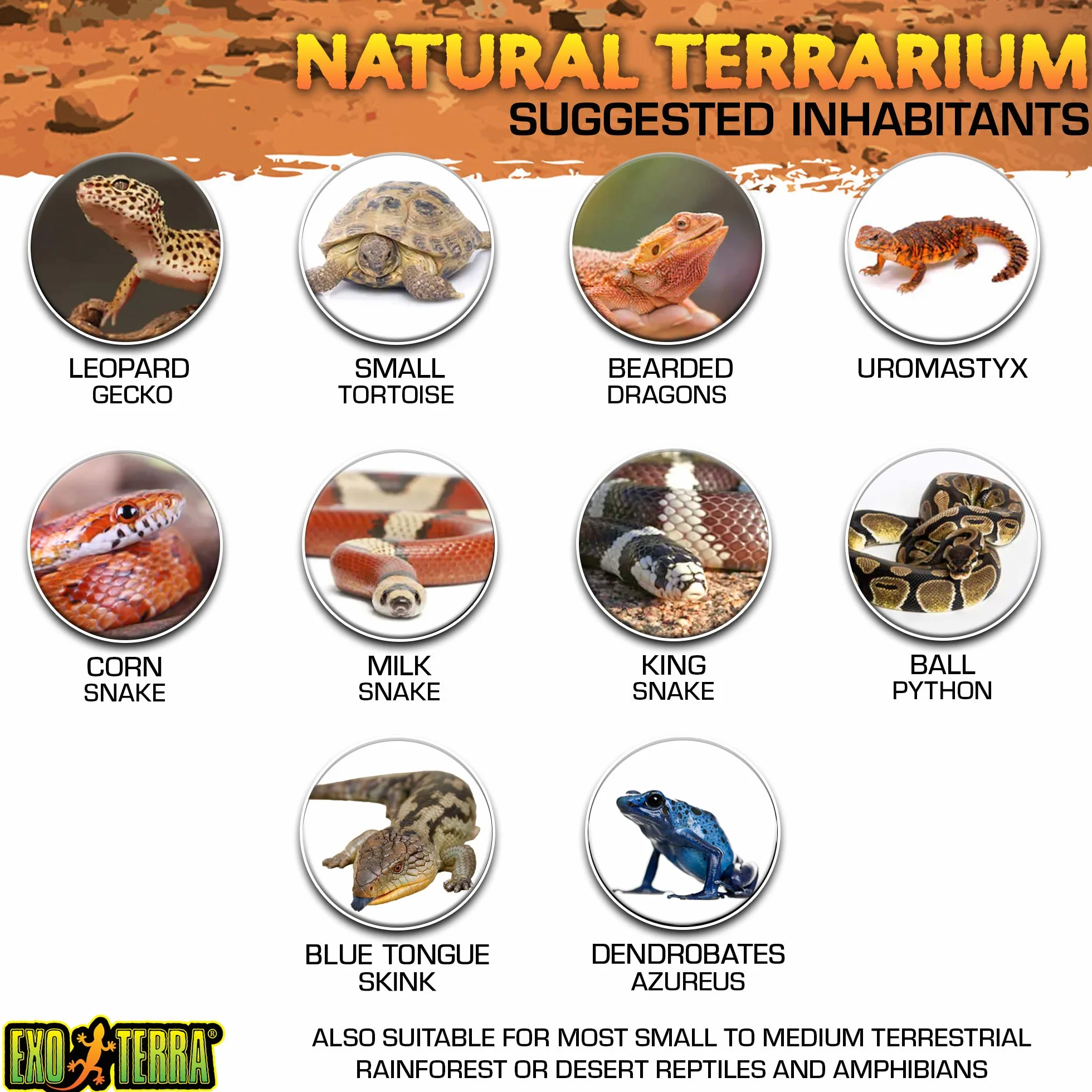 Exo Terra Nano Terrarium 20 x 20 x 20 cm Czarny Przezroczysty