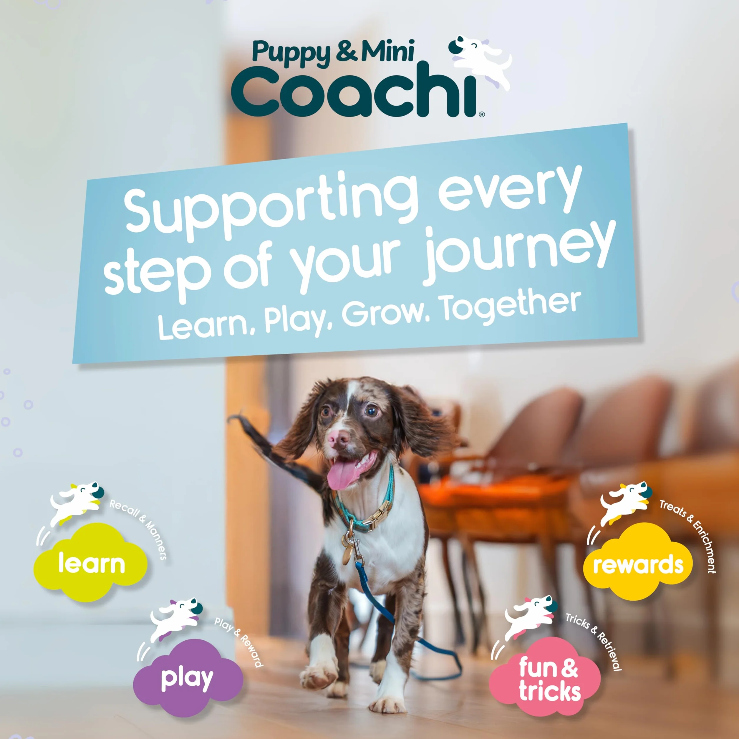 Coachi Puppy & Mini Chase & Treat – Idealny dla zabawy i pościgów, agility i treningu na odległość, zachęca do interakcji, dobre do motywowania, Odpowiednie dla szczeniąt i małych psów