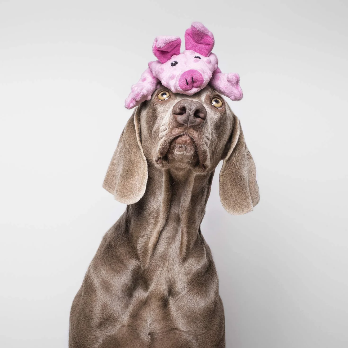 Teddy Dog GLORIA - Rozmiar 63 cm - pluszowy krokodyl DogMonsters - Zabawka dla psa - pluszak z dźwiękiem - miękka konsystencja - bardzo wytrzymały - Kolor zielony