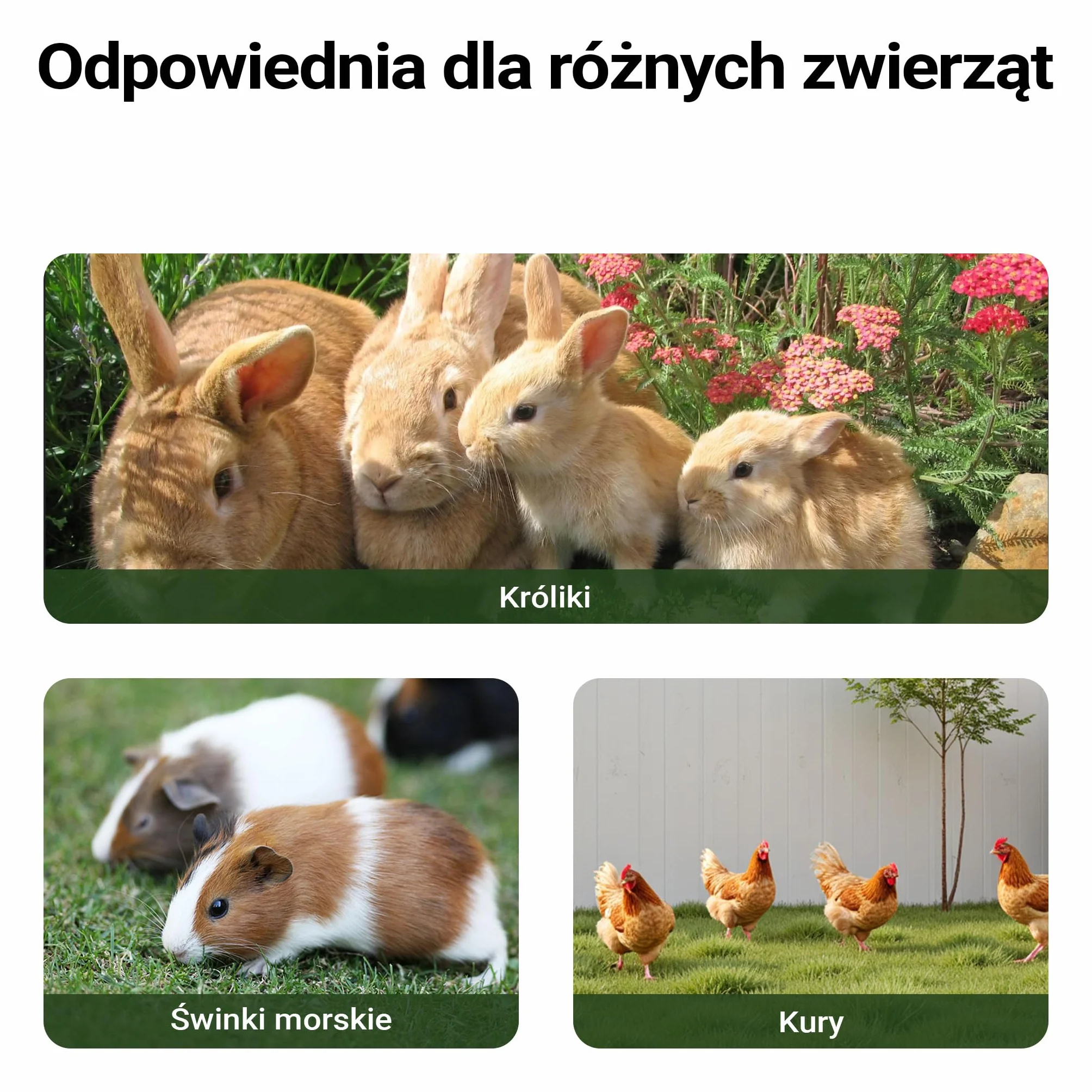 Klatka dla królików Wiltec XXL 1560 x 520 x 680 mm z wybiegiem i podwyższoną budką z drewna świerkowego, klatka dla królików z 2 piętrami, klatka dla małych zwierząt