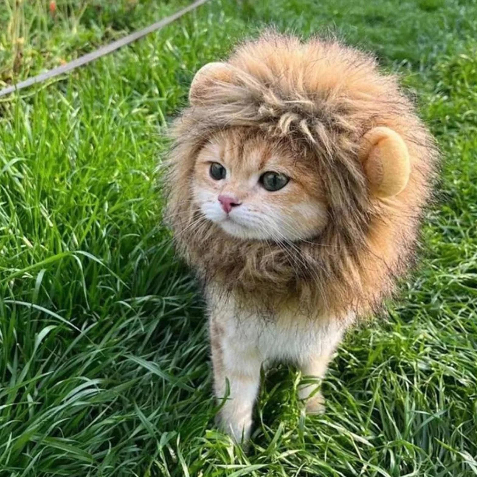 Maciun Lew Grzywa , Lew Grzywa dla kota - Lew W?osy Zwierz? Kot Kostium Kot Cosplay Odzie? - G?adkie w?osy lwa, zabawny kostium kotka, zmywalny fantazyjny kostium, kapelusz