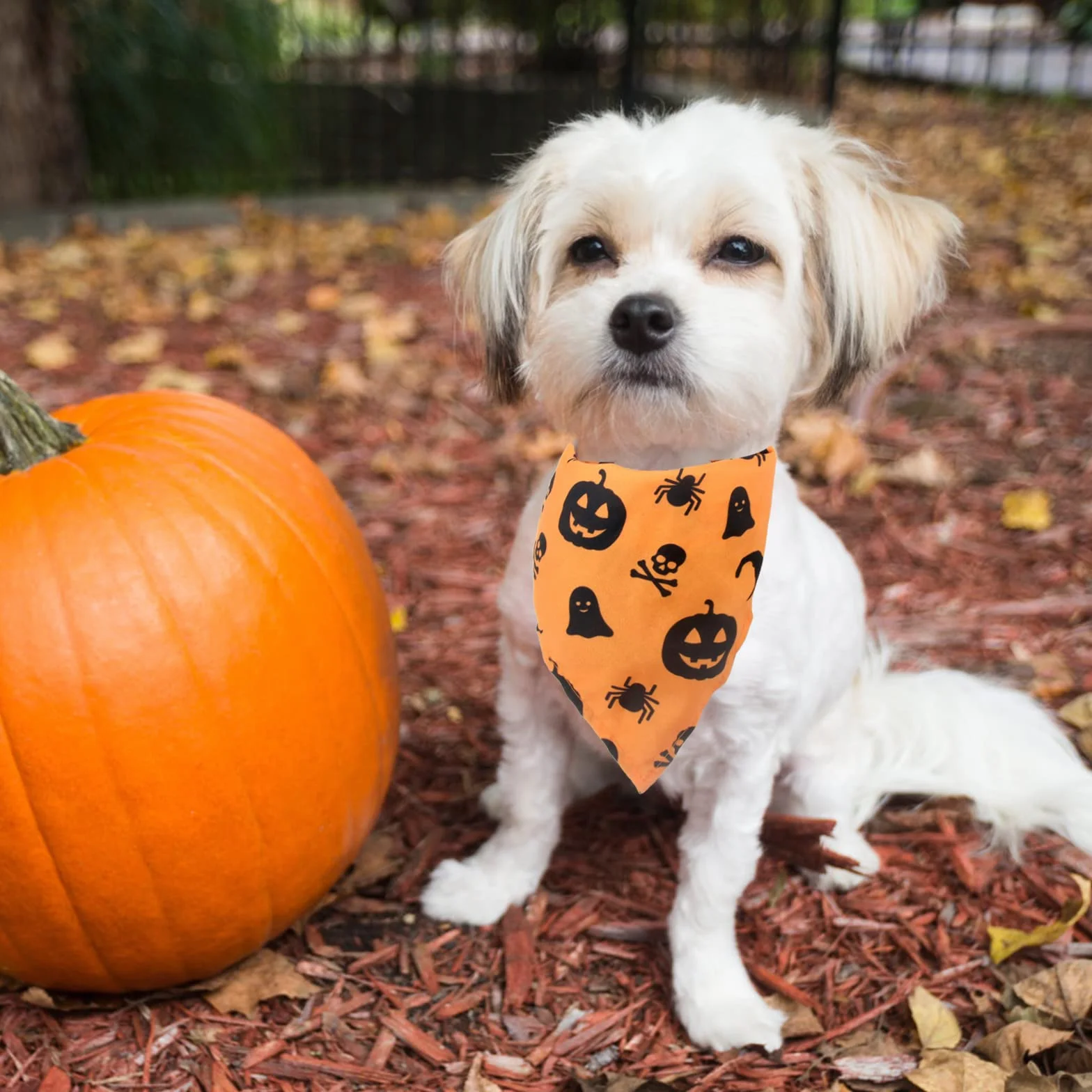 Bandany dla psa na Halloween, 2 szt. zmywalnych halloweenowych czarownic wzór dyni szalik dla psa, regulowana trójkątna chusta dla kota psa, akcesoria do kostiumu dla szczeniaka małych i średnich dużych psów