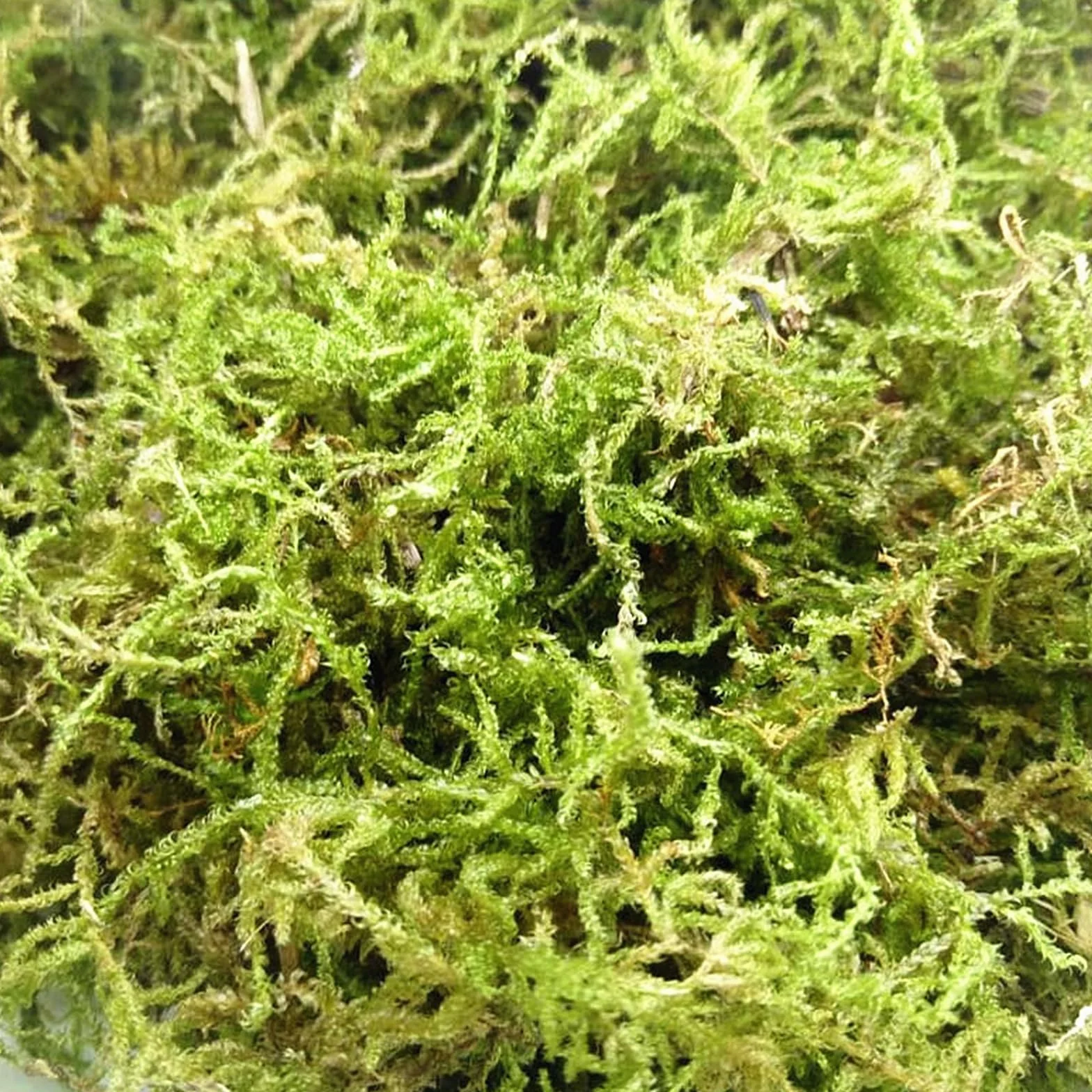 CONNECTION Sphagnum Mech dla Roślin 200g Naturalny Mech Torfowy Naturalny Sphagnum Mech dla Gadów Mech do Rękodzieła na Terrarium, Klatki dla Gadów, Gazony, Ogród, Rośliny Pokojowe, Dekoracja