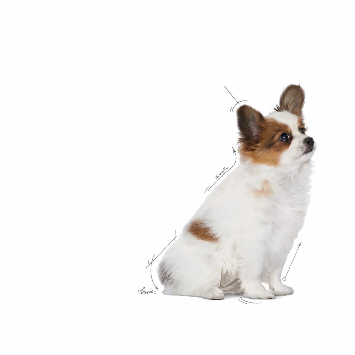 Royal Canin X-Small Puppy 1,5kg
