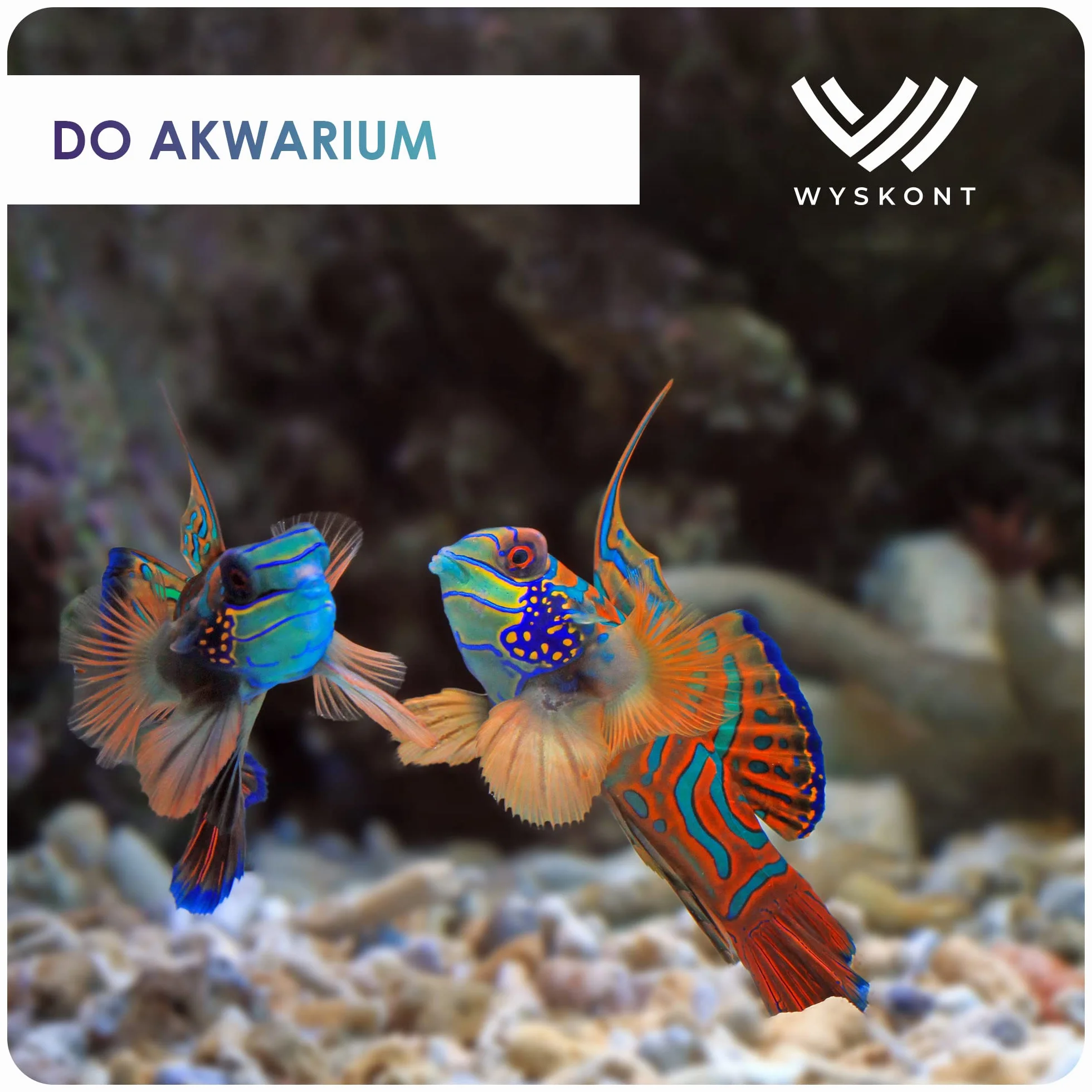 Żwir akwariowy 1kg 3-5mm - Piasek dekoracyjny do akwarium i terrarium