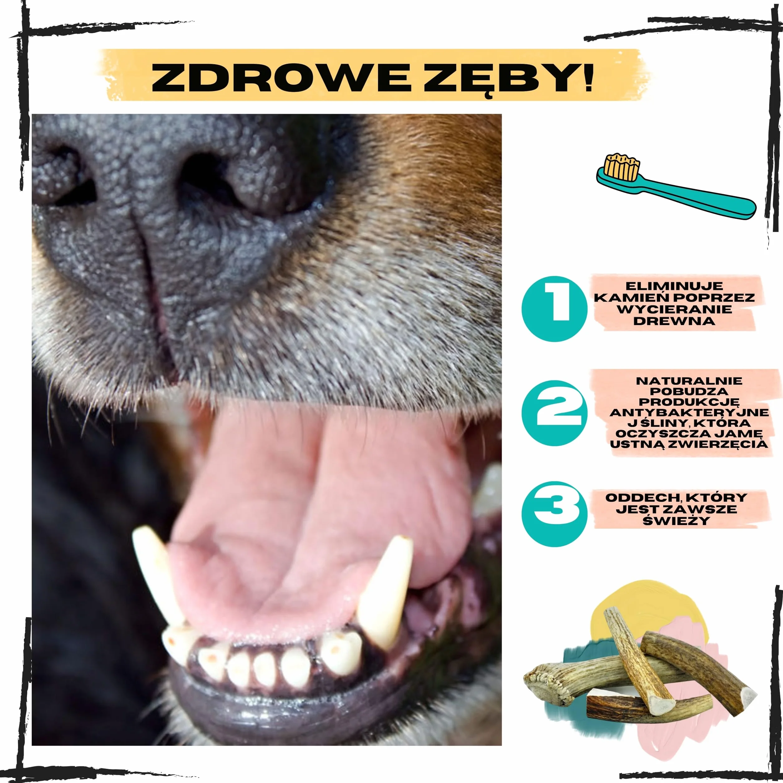 Poroże jelenia dla psa, Rozmiar XS Psy Miniaturowe i Szczenięta, 2 szt | Usuwa kamień nazębny, Źródło minerałów, 100% Naturalny gryzak, Ultra wytrzymały, Bez konserwantów