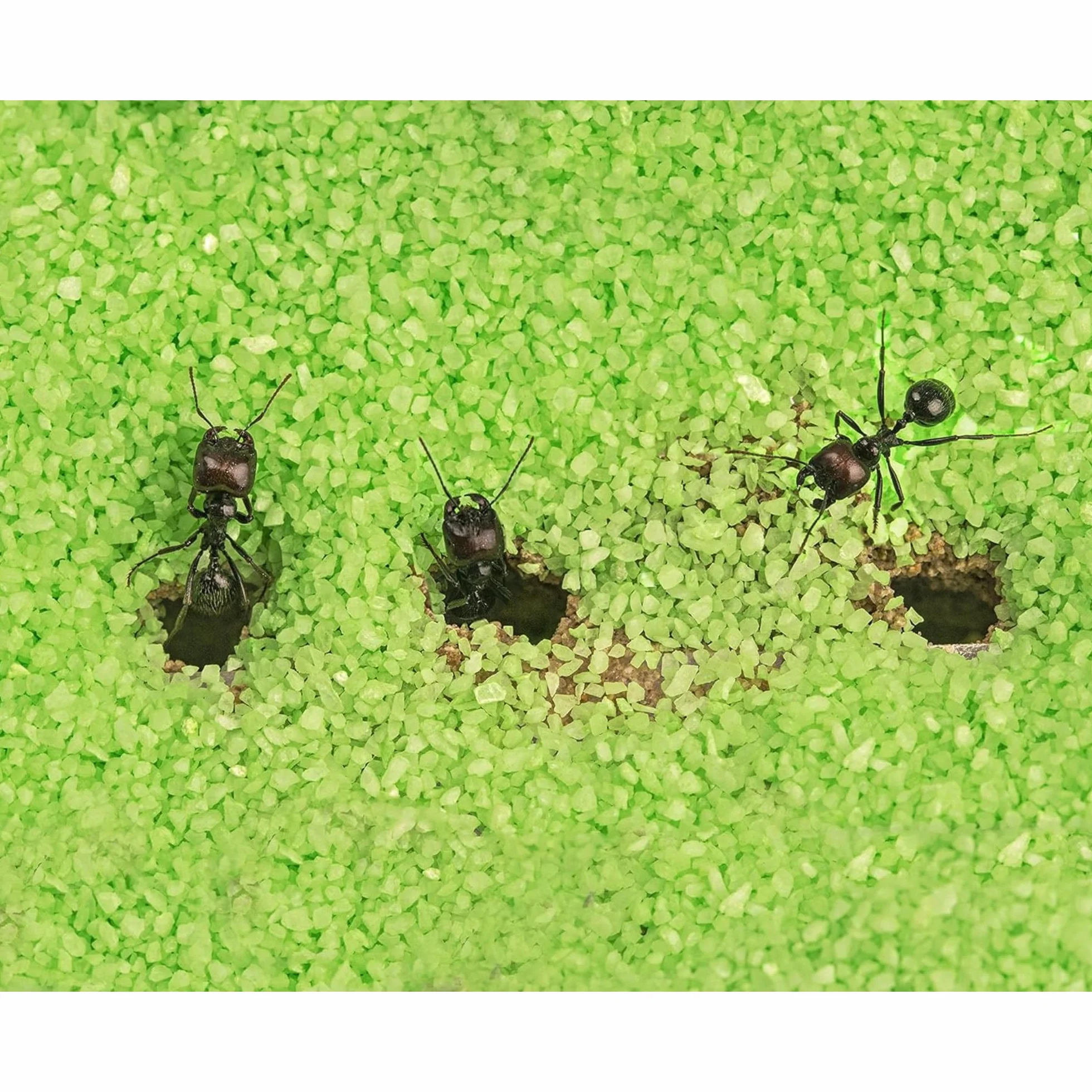 AntHouse farma mrówek z naturalnego piasku, zestaw akrylowy T, 15 x 15 x 1 cm, 5 cm, mrówki w zestawie